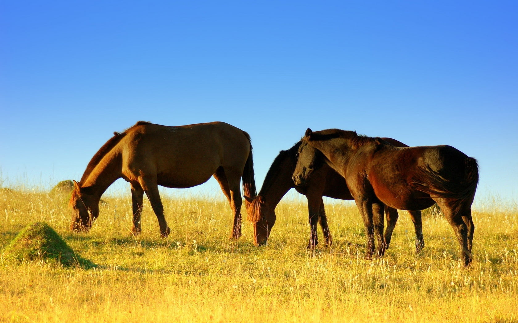 rural Scene, animal themes, pasture, sunset, domestic, herd, nature, plant, wildlife, animal wildlife, non-Urban Scene, green Color, summer, horses, animal, HD Wallpaper