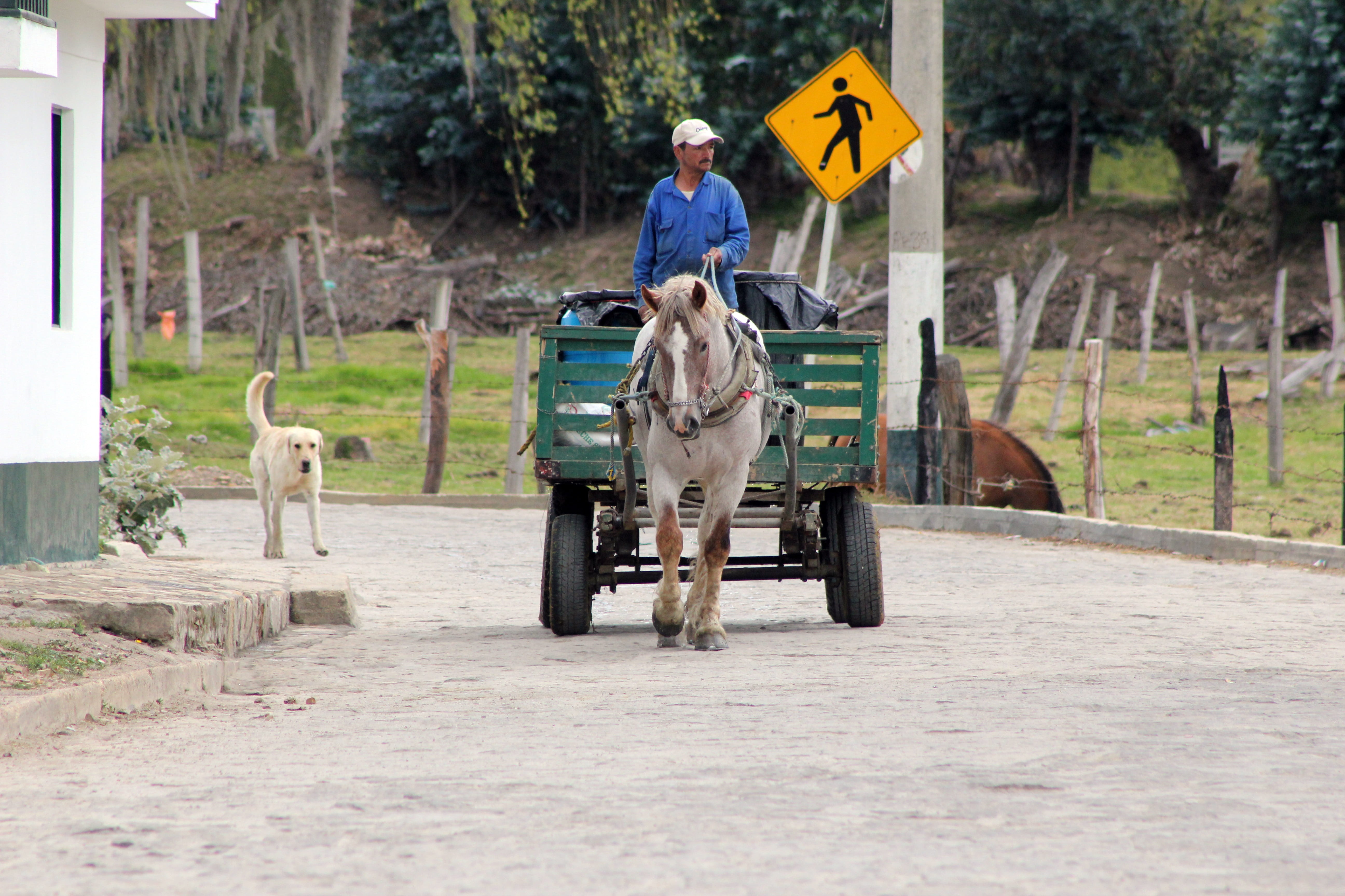 road, 5K, domestic animals, pets, mammal, Dog, ride, riding, transportation, colombia, Animal, casual clothing, field, adult, horse, domestic, canine, HD Wallpaper