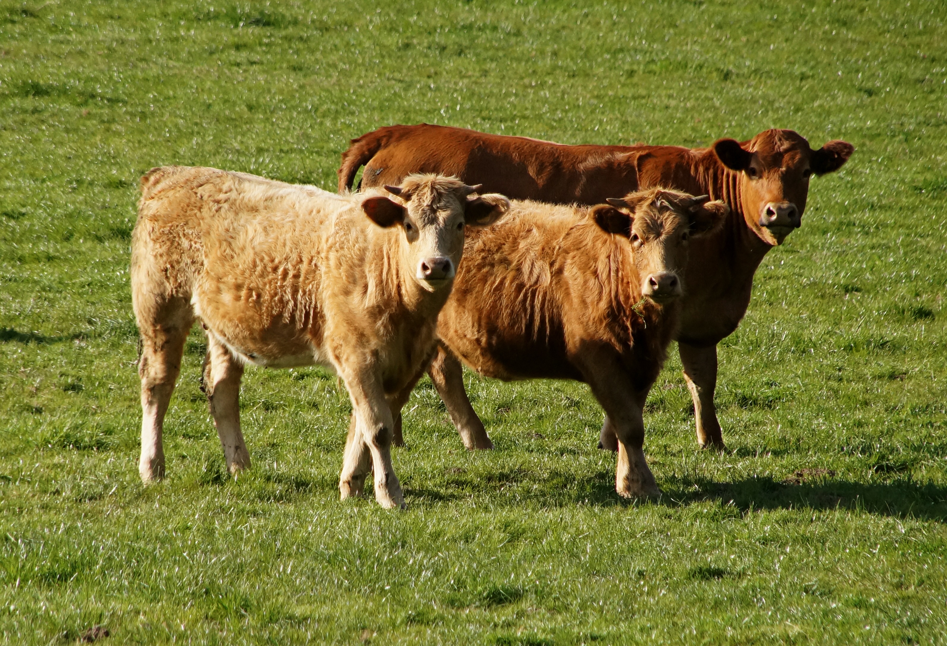 ruminant, herbivorous, green color, bull, group of animals, group picture, agriculture, livestock, field, plant, vertebrate, domestic animals, domestic cattle, HD Wallpaper