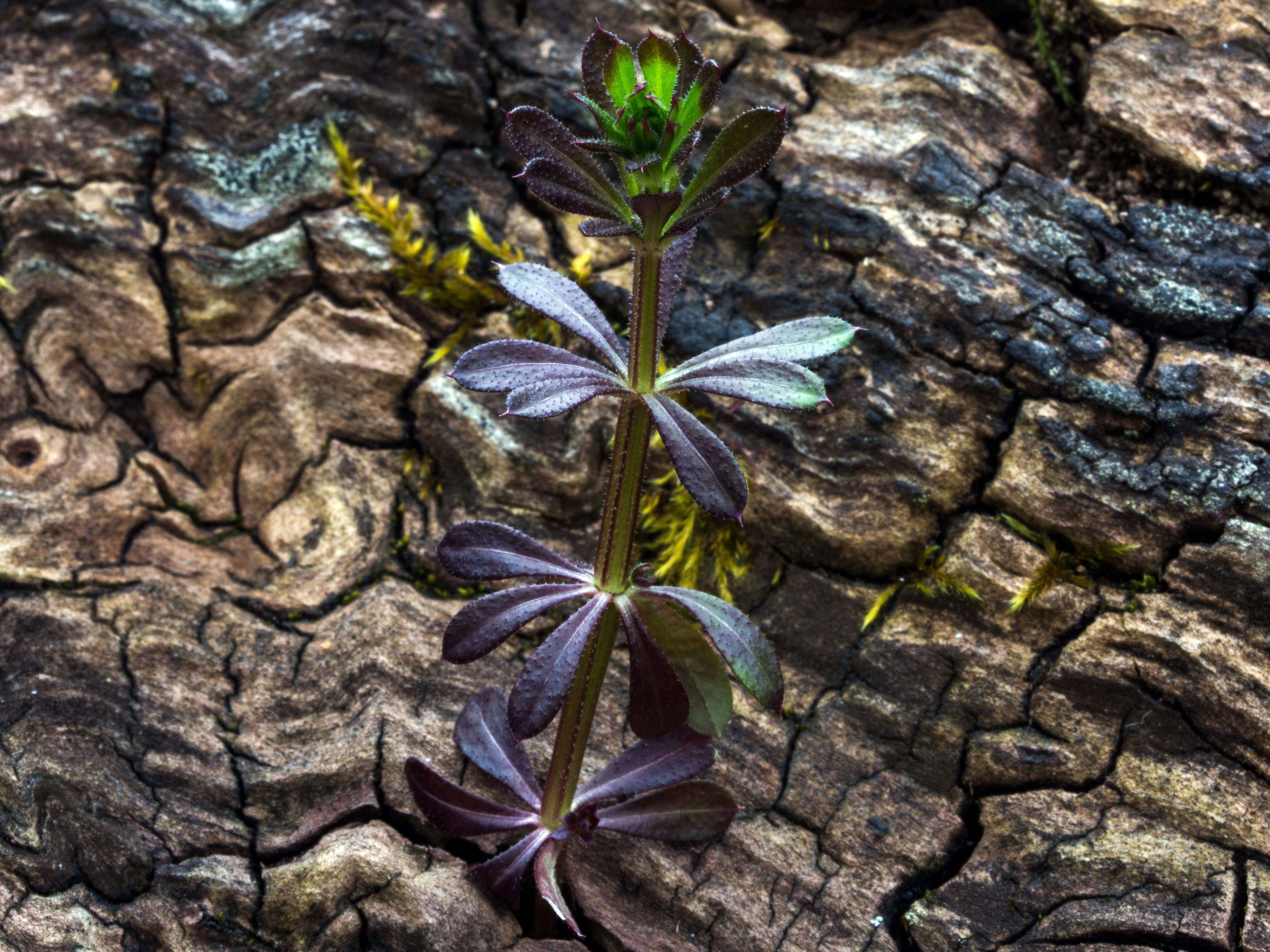 Tribe, high angle view, no people, tree, Tree, textured, nature, natural pattern, Bark, plant part, bark, water, rock - object, leaf, rock, green color, HD Wallpaper