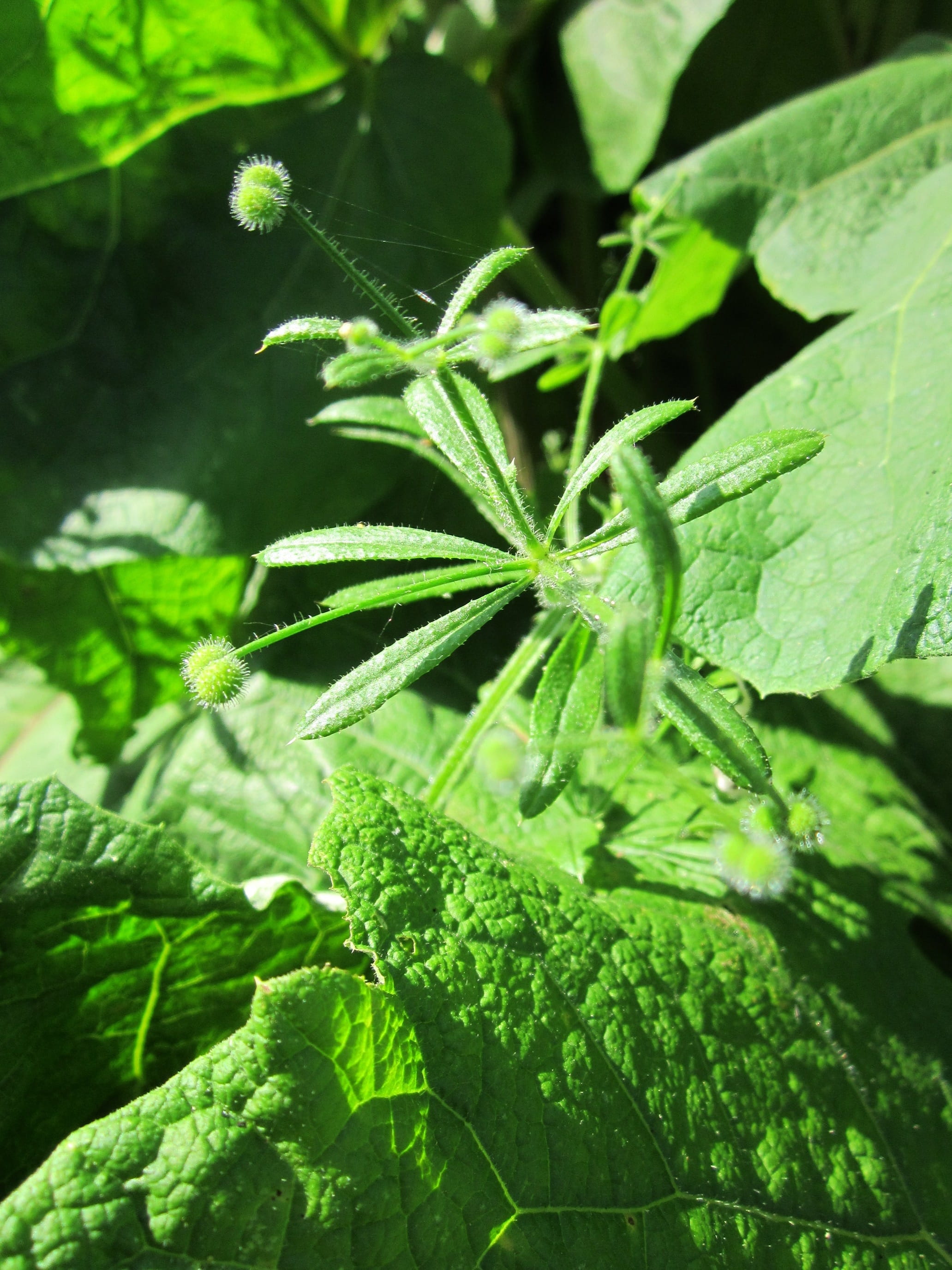 wildflower, leaf, 2K, nature, robin-run-the-hedge, green color, growth, velcro weed, freshness, vegetable, plant part, cleavers, sunlight, leaves, clivers, Phone HD Wallpaper