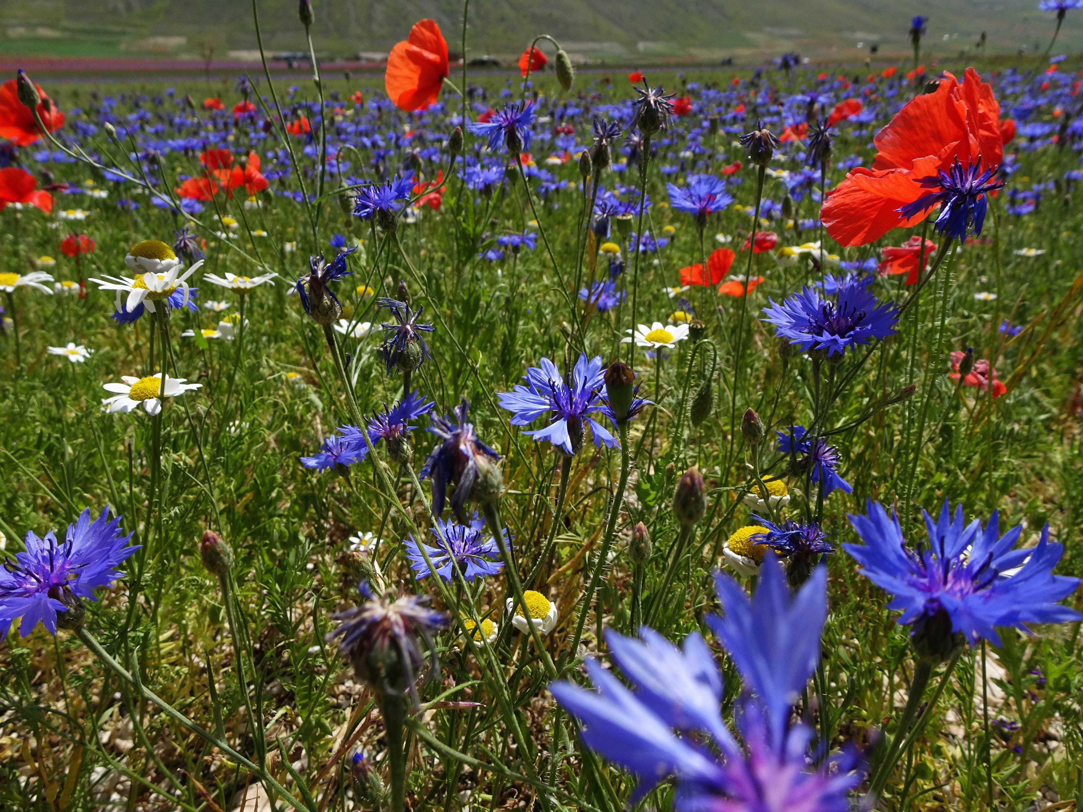 close-up, growth, choice, petal, castelluccio di norcia the lentil fields, flower, variation, fragility, 4K, freshness, flower head, beauty in nature, HD Wallpaper