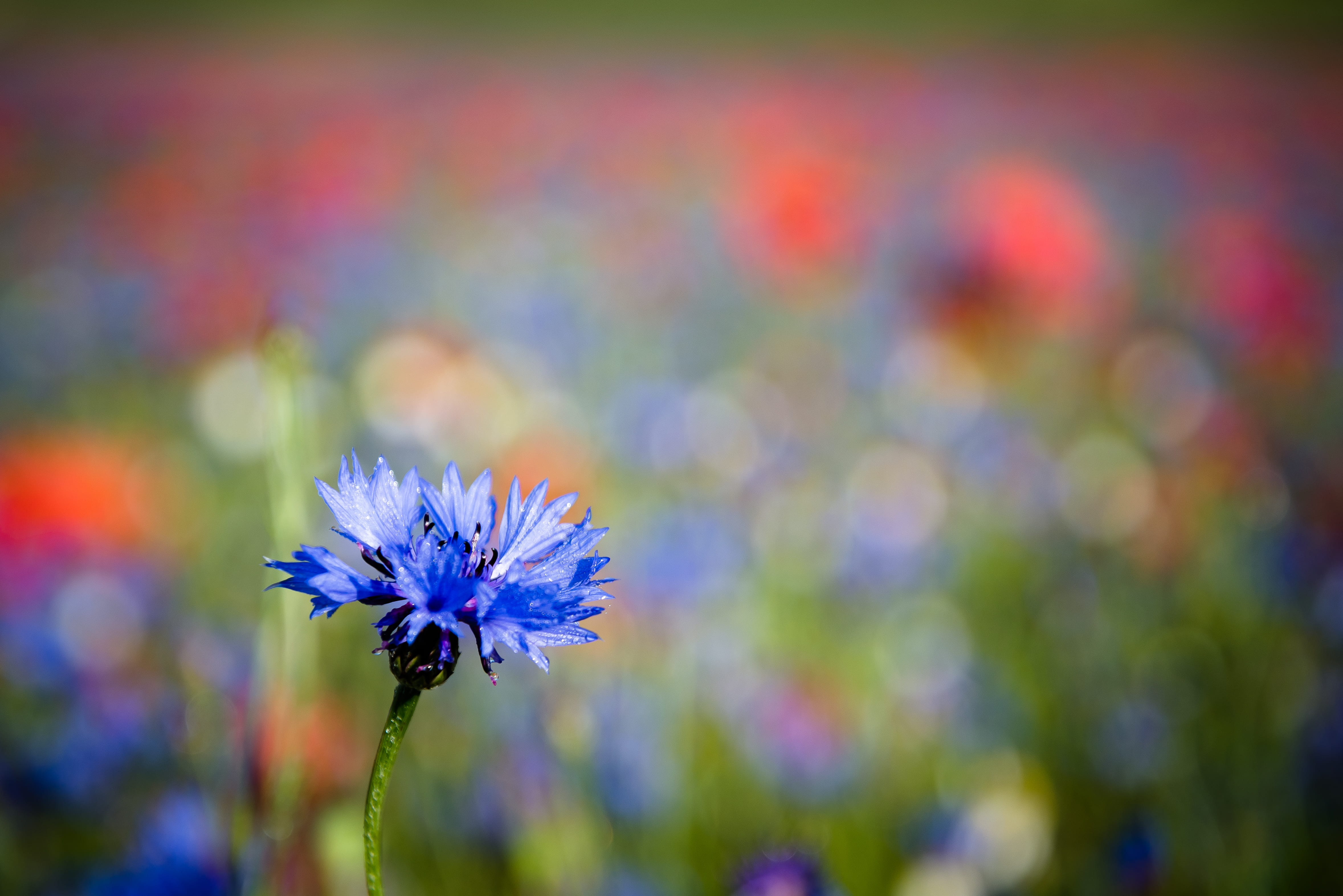 flower, lentil, inflorescence, flowers, castelluccio, norcia, beauty in nature, growth, umbria, blue, freshness, cornflower, lentil fields, italy, outdoors, HD Wallpaper