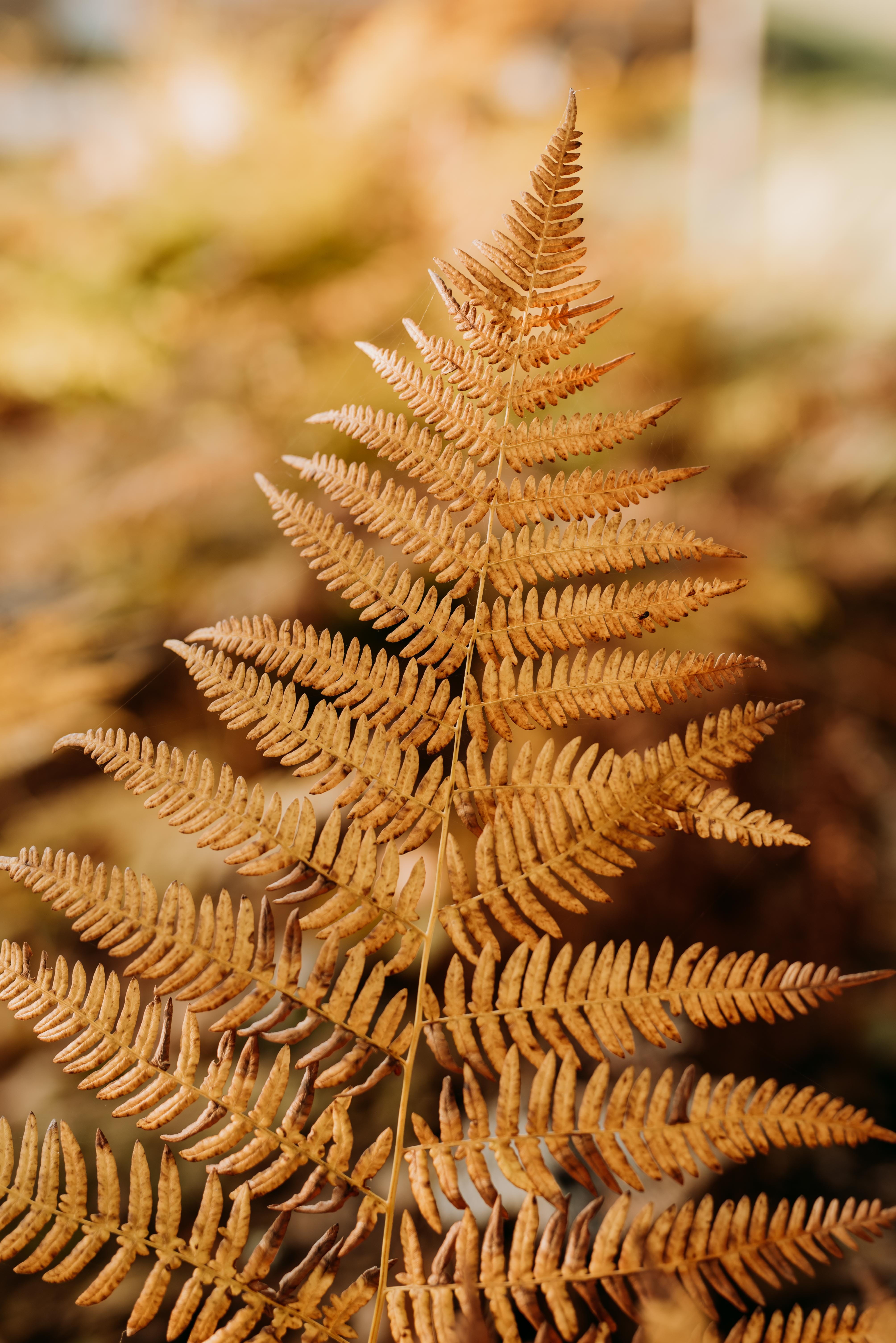 orange, 5K, vegetable, pattern, leaves, moss, forest, autumn, fungus, aquatic, still life, bean, growth, close-up, focus on foreground, sweden, tree, selective focus, Phone HD Wallpaper
