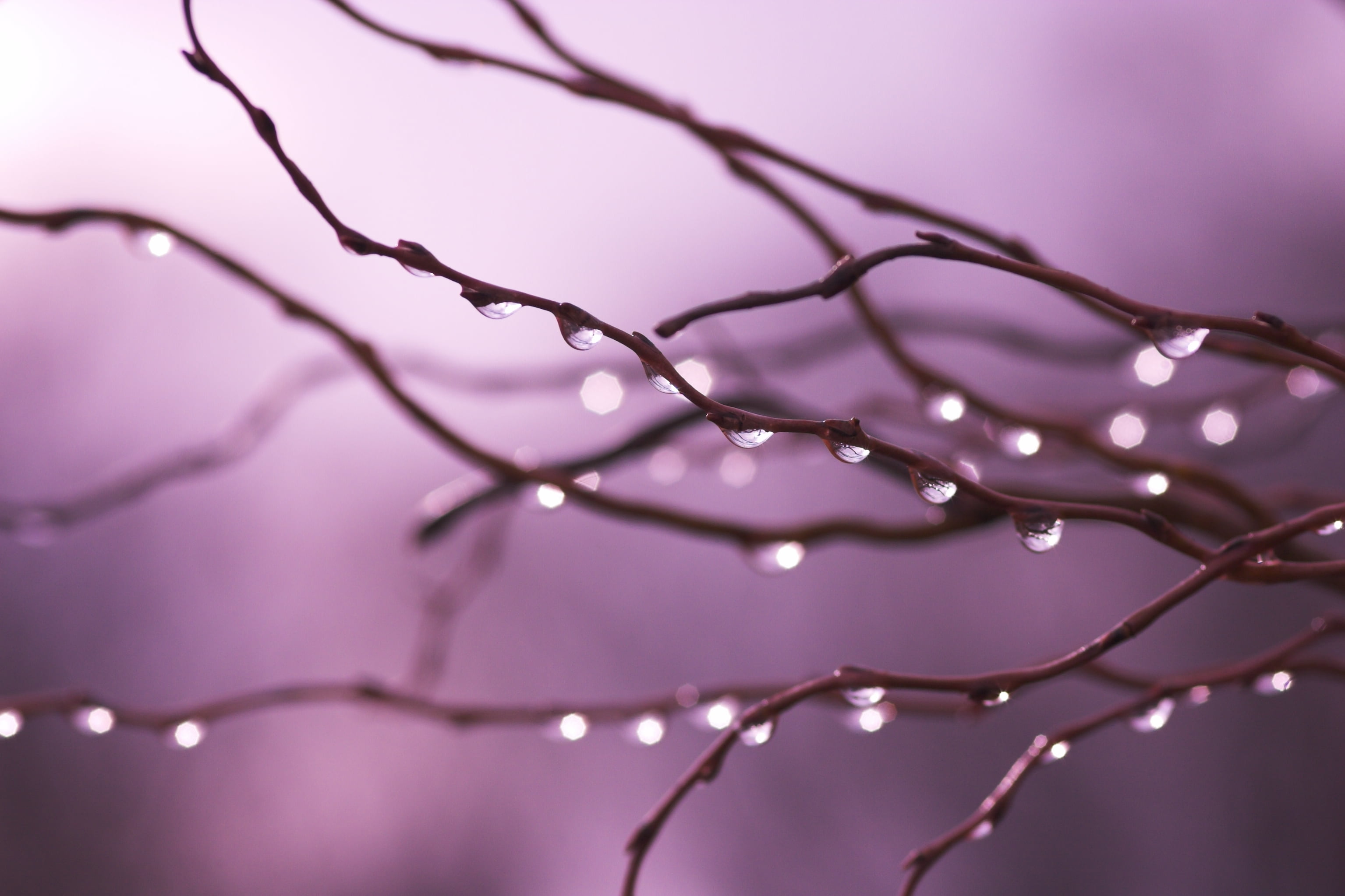 drops, backgrounds, branch, purple, feature, Diamonds and Pearls, water, 2K, violet, tree, tree branch, micro, branches, photography, QUALITY, reflections, HD Wallpaper