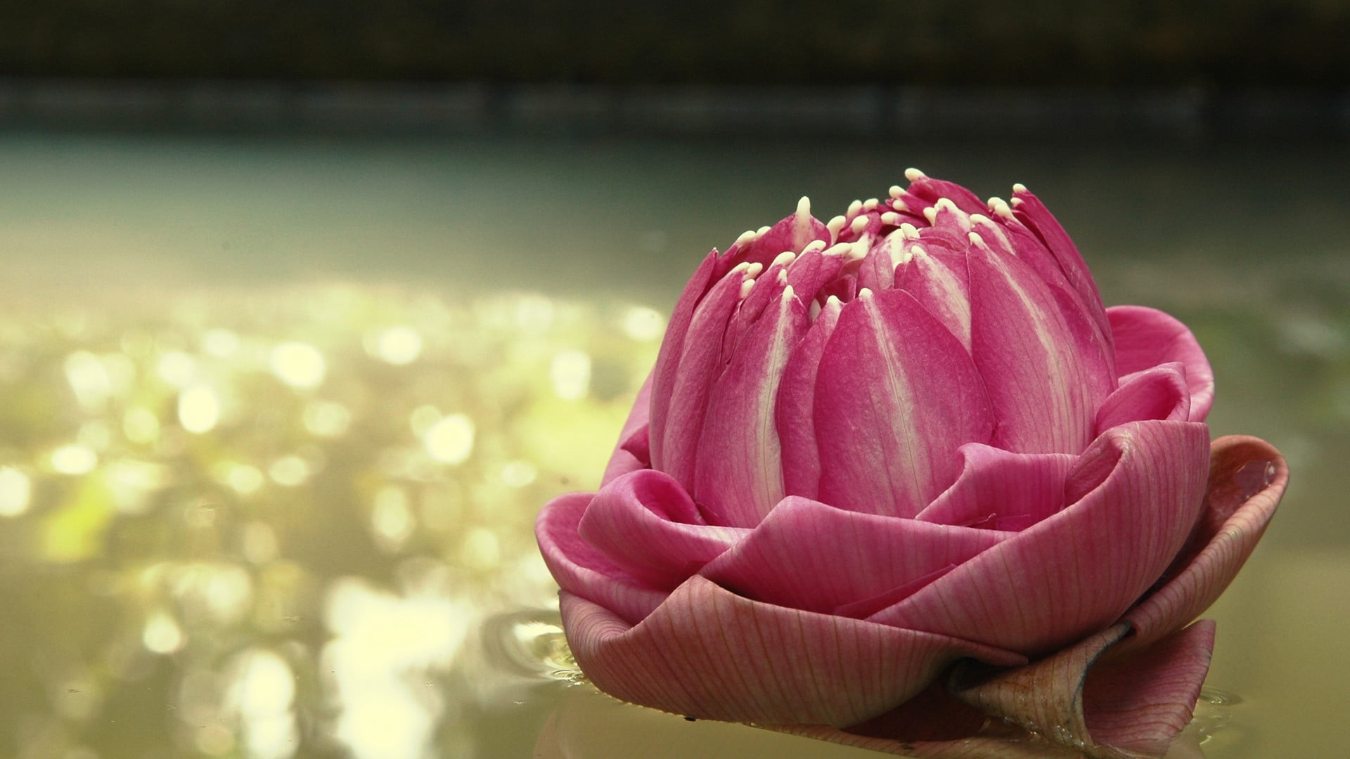 lotus water lily, flower, lake, plant, nature, petal, day, 1080P, no people, beauty in nature, fragility, outdoors, inflorescence, pink color, vulnerability, HD Wallpaper