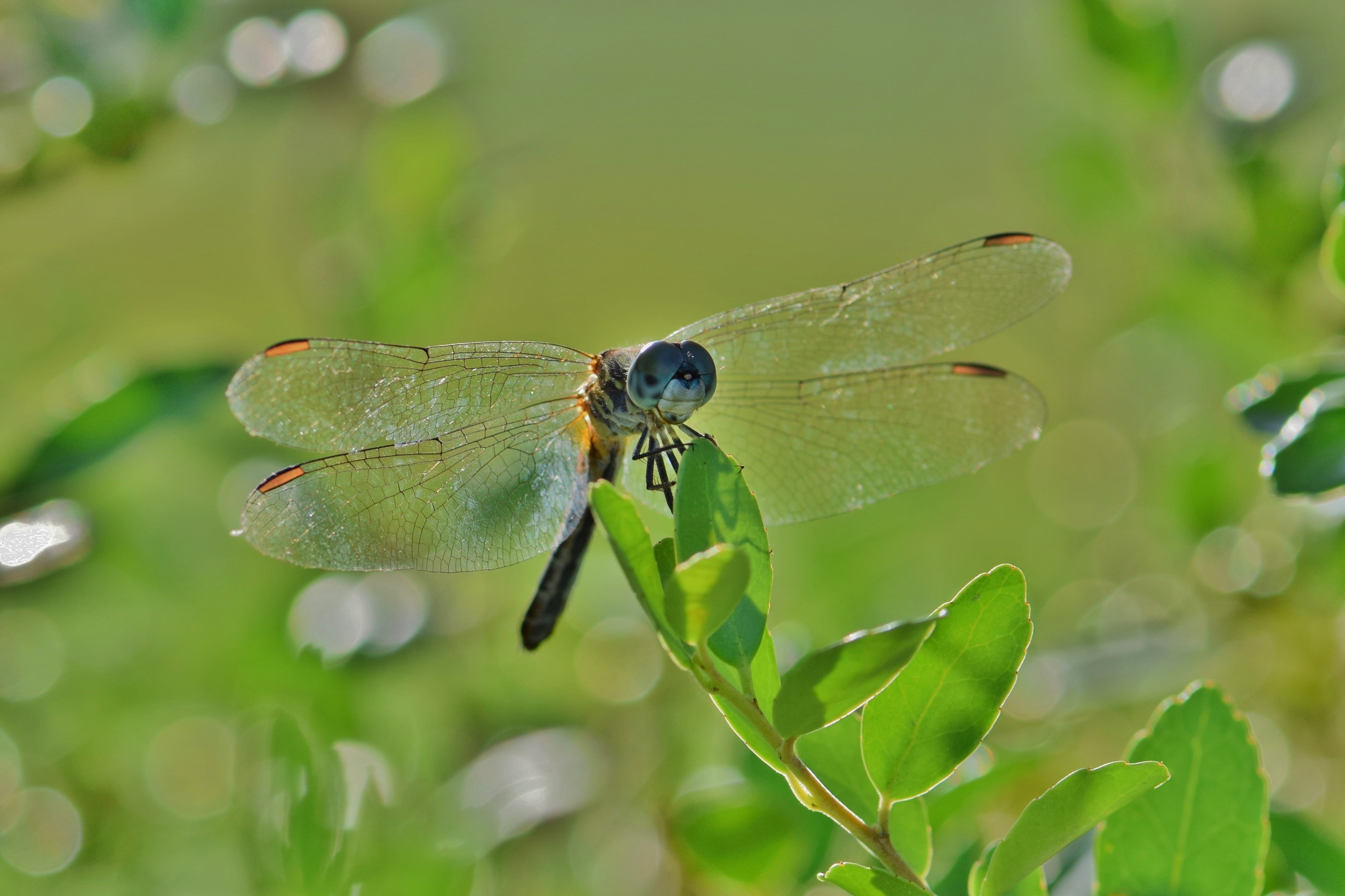bokeh, nature, flying insect, invertebrate, plant, animal wildlife, summer, arthropod, anisoptera, green Color, plant part, butterfly - insect, one animal, HD Wallpaper