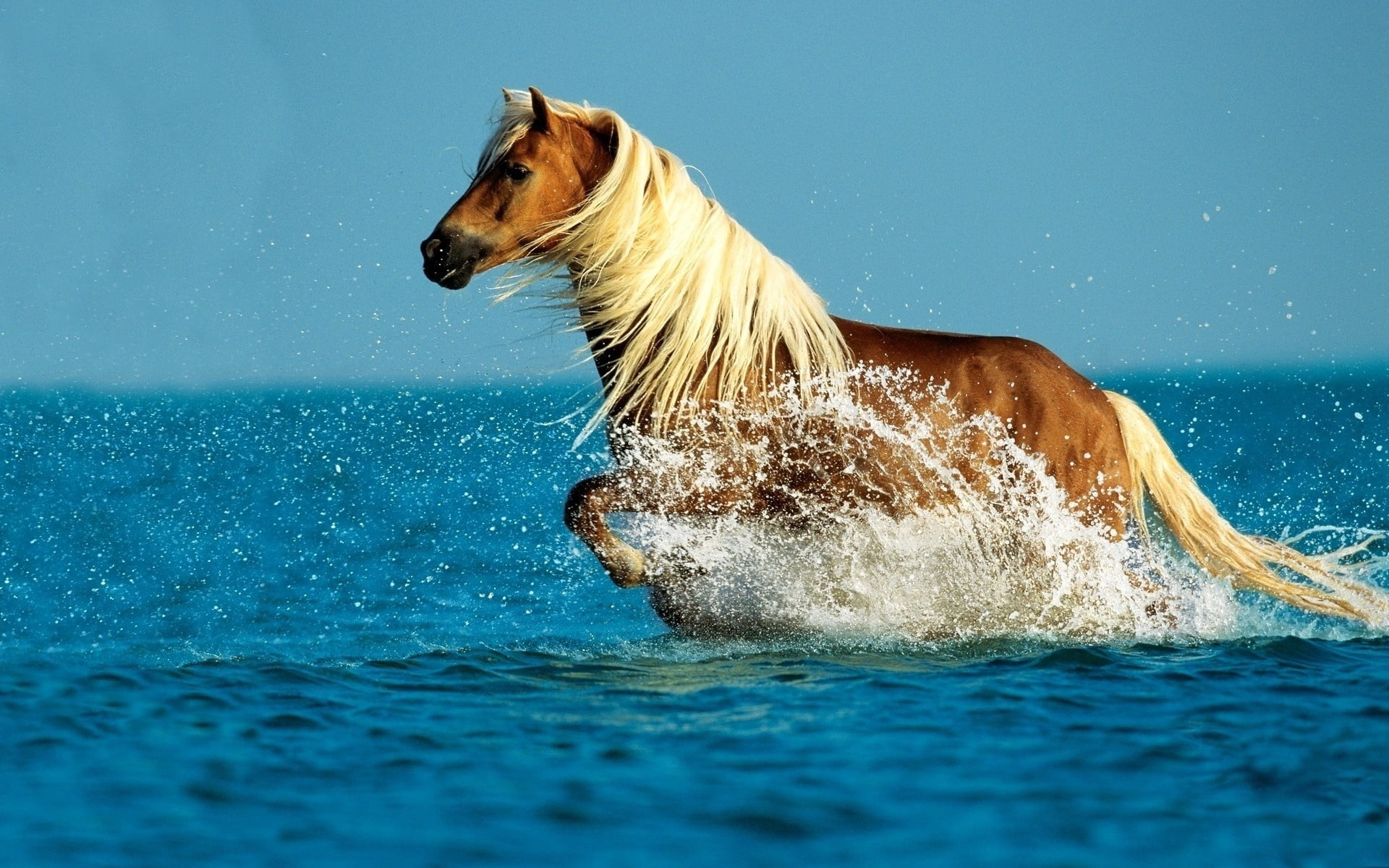 pets, sky, brown, 1080P, spray, speed, walk, splashing, animals in the wild, no people, beauty In Nature, summer, dog, freedom, blue, motion, side view, HD Wallpaper