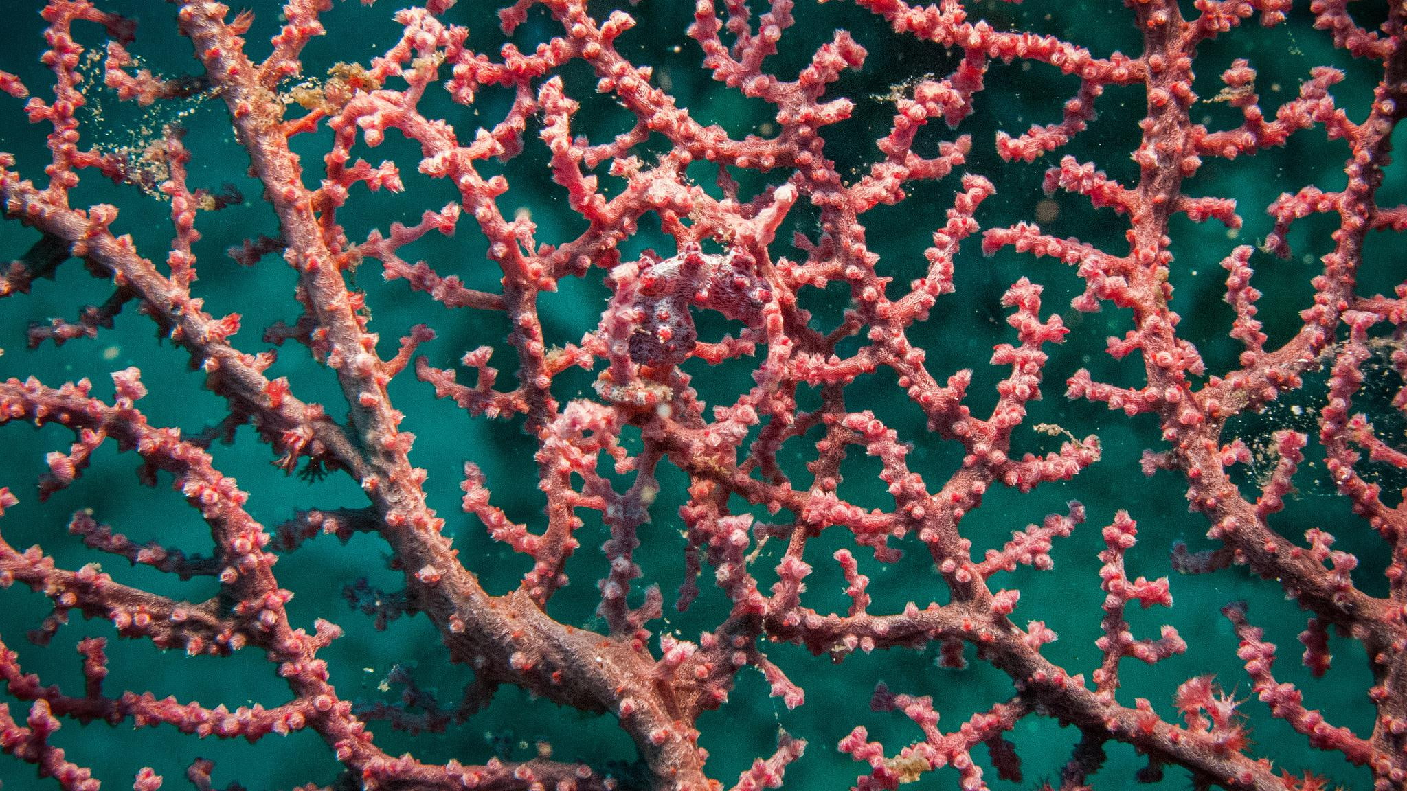 p, 1080p, disguise, fishes, 1080P, horse, hd, corals, sea, HD Wallpaper