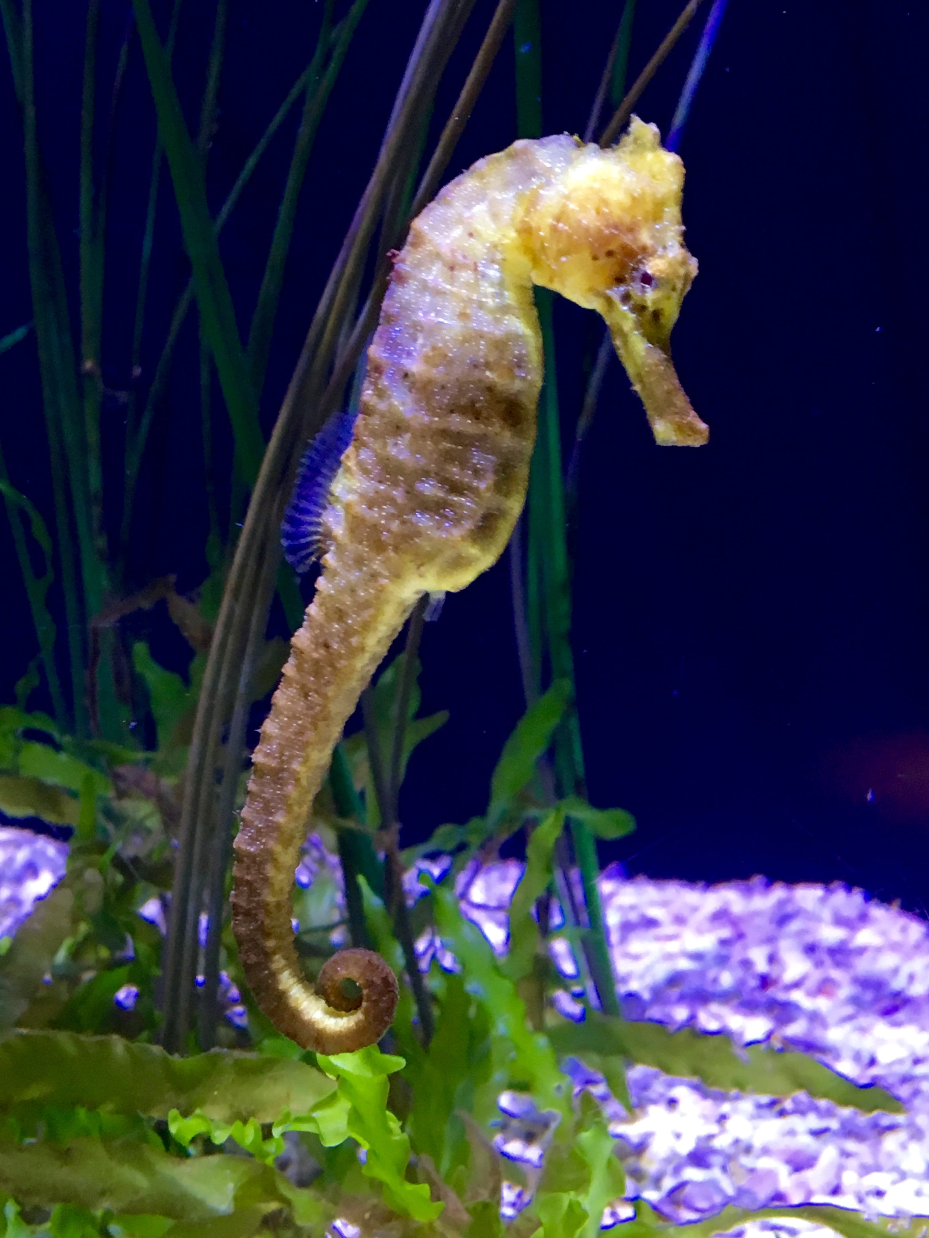water, fish, 4K, undersea, animals in captivity, one animal, swimming, yellow, vertebrate, animal themes, nature, tank, no people, animal, animal wildlife, Phone HD Wallpaper