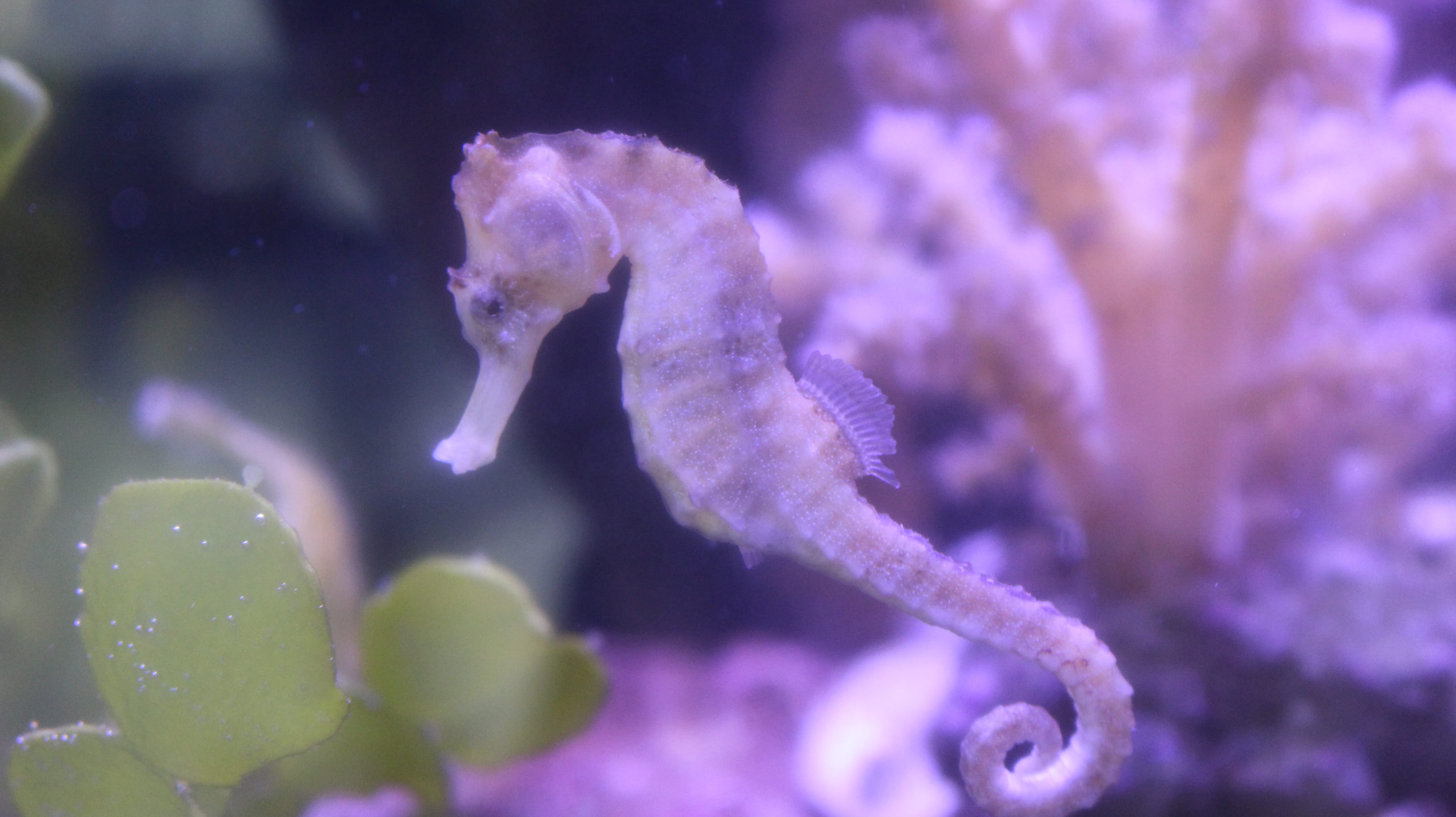 animals in the wild, animals in captivity, germany, swimming, purple, sea life, dragon, invertebrate, animal wildlife, underwater, animal themes, undersea, HD Wallpaper