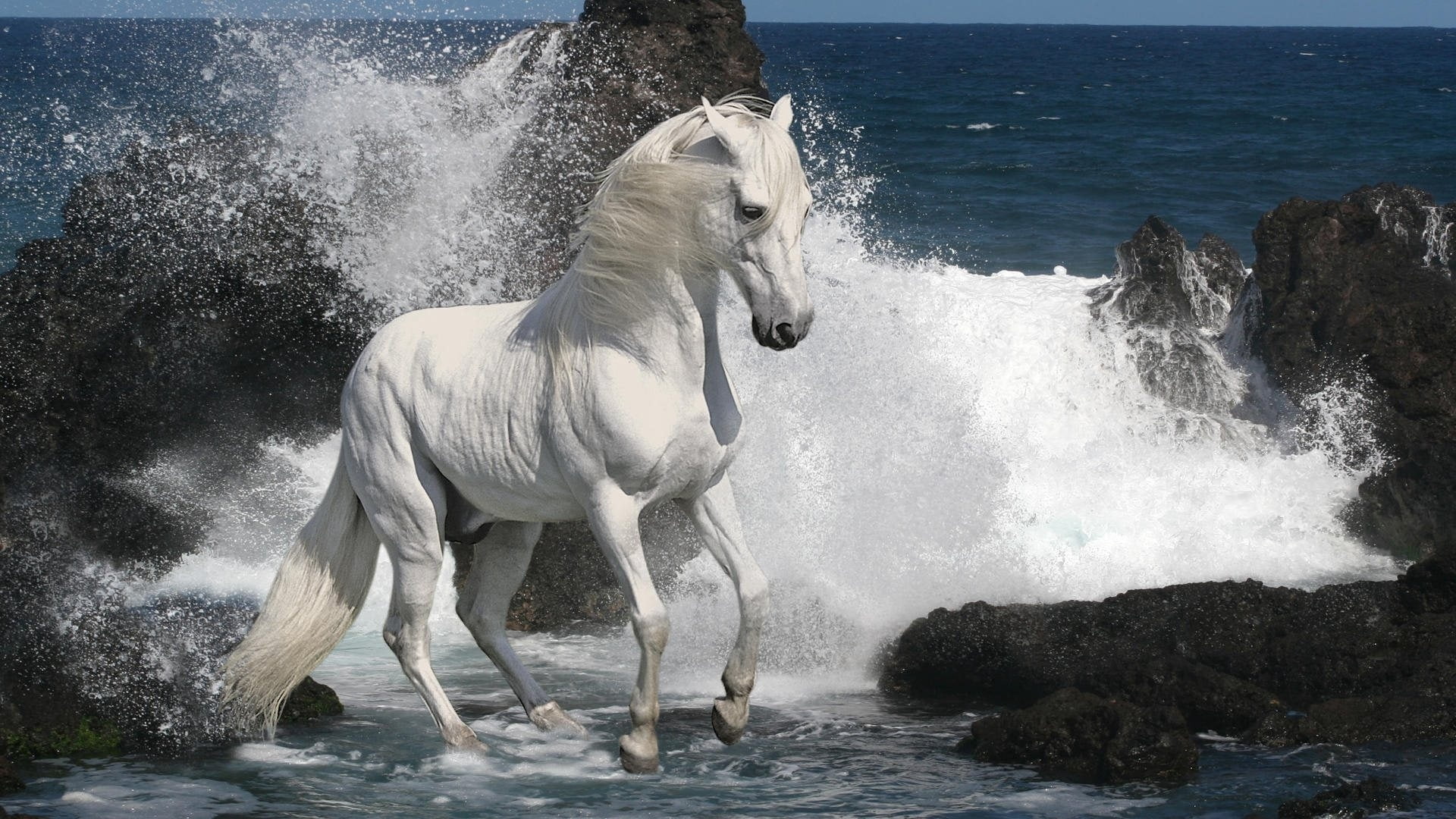 power in nature, splashing, vertebrate, blue, mammal, animal, horse, horizon over water, sea, water, coastline, animal themes, wave, rocks, spray, flowing water, HD Wallpaper