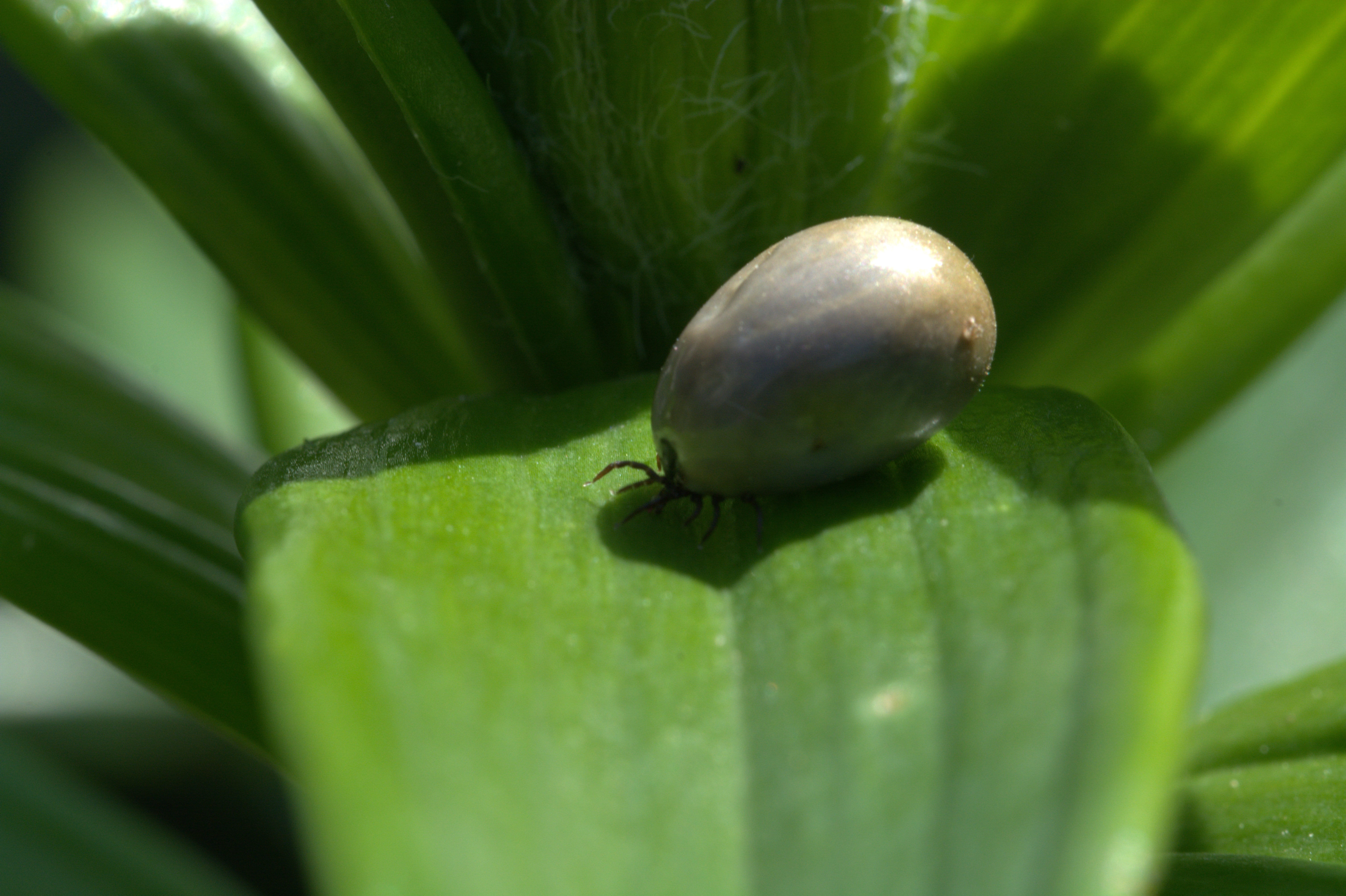 green Color, full sucked, lyme disease risk, crawl, close-up, arachnids, mollusk, plant, pest, macro, insect, animal wildlife, animal themes, pathogens, HD Wallpaper