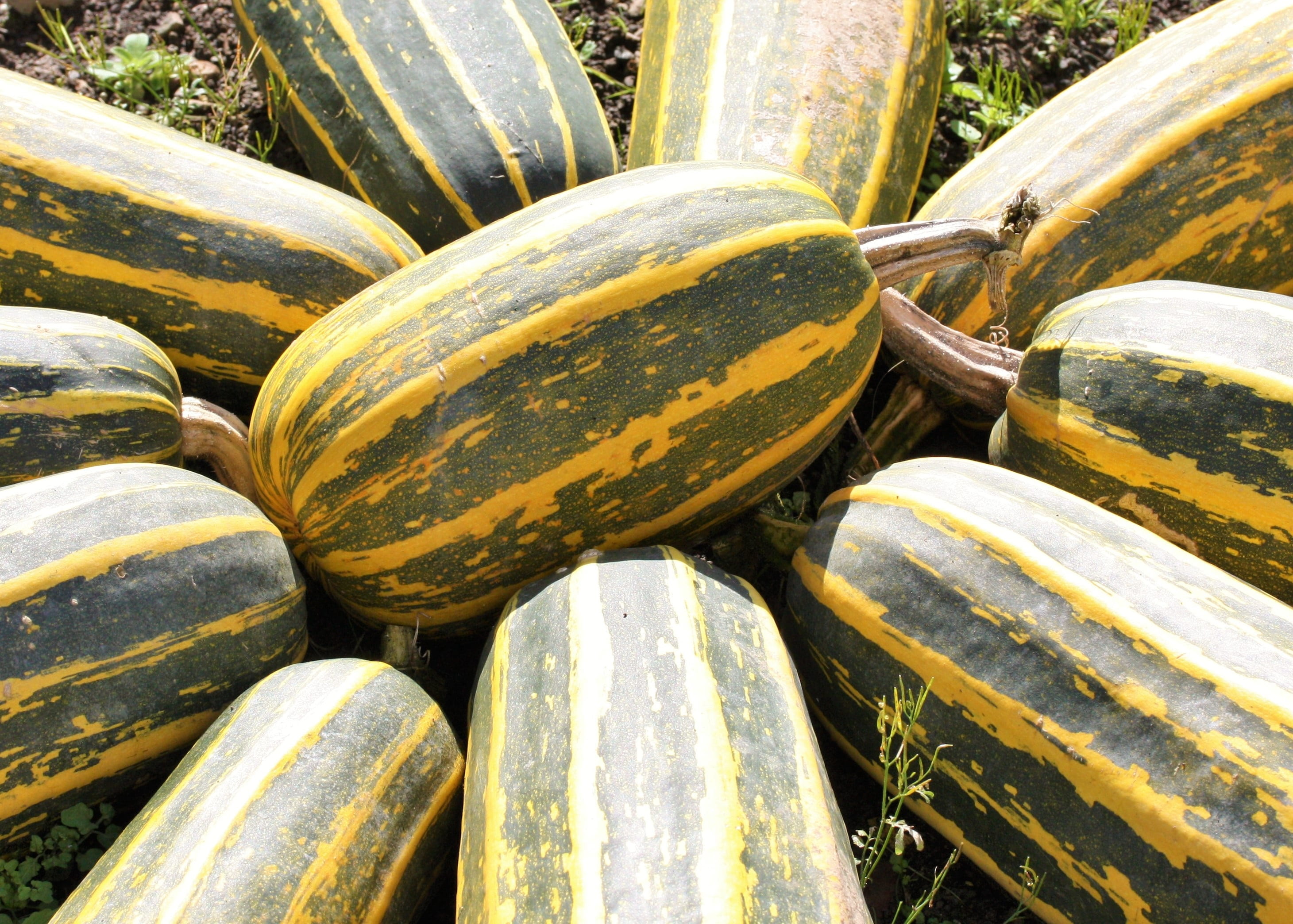 retail, organic, 2K, market, ingredient, veg, plant, close-up, healthy eating, backgrounds, for sale, wheel, food and drink, fresh, marrow, outdoors, market stall, HD Wallpaper