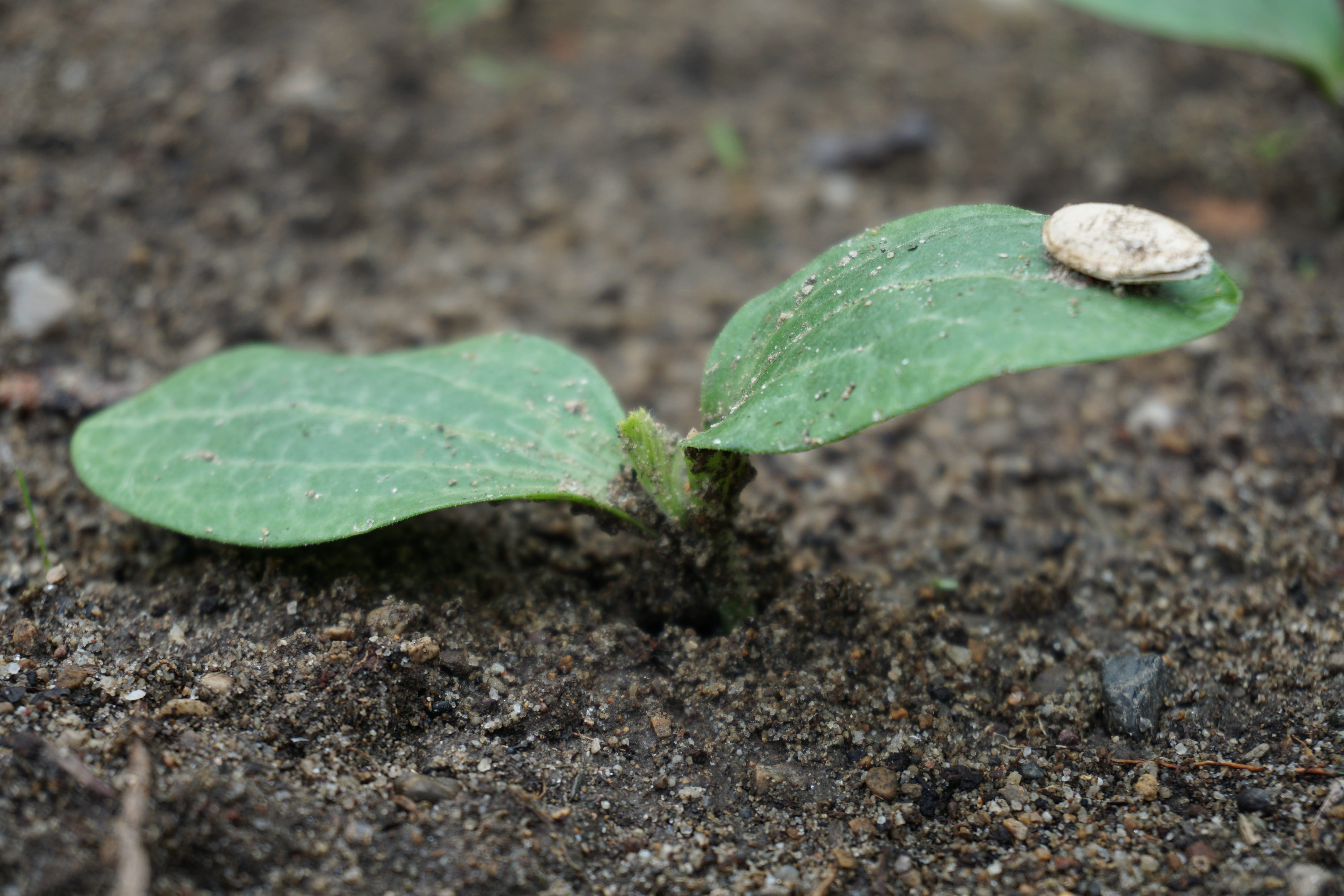 no people, 5K, seed, close-up, leaf, freshness, day, nature, floorplan, courgette nano, garden, vegetables, vulnerability, beauty in nature, growth, land, HD Wallpaper