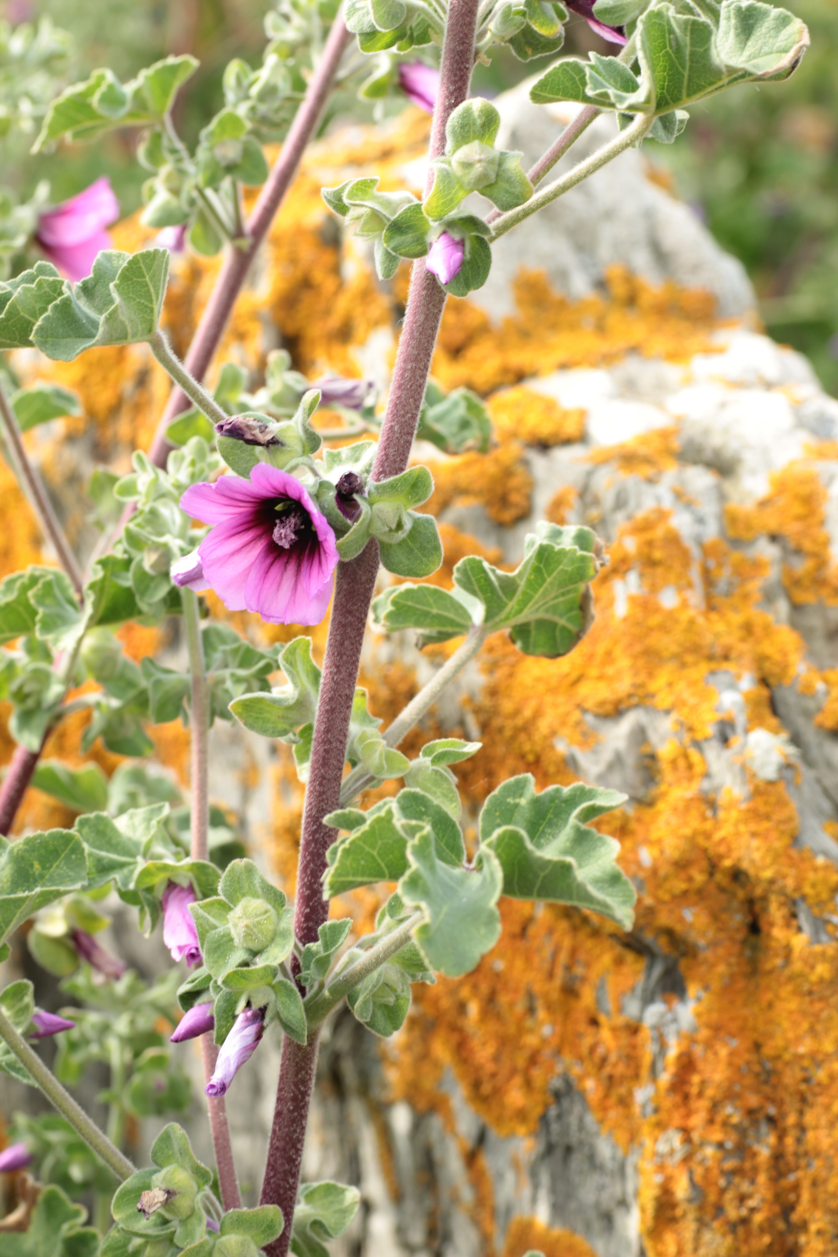 fragility, raw, plant stem, summer, flowering plant, growth, petal, plant part, plant, close-up, freshness, marrow, coast, 5K, day, outdoors, purple, vulnerability, Phone HD Wallpaper