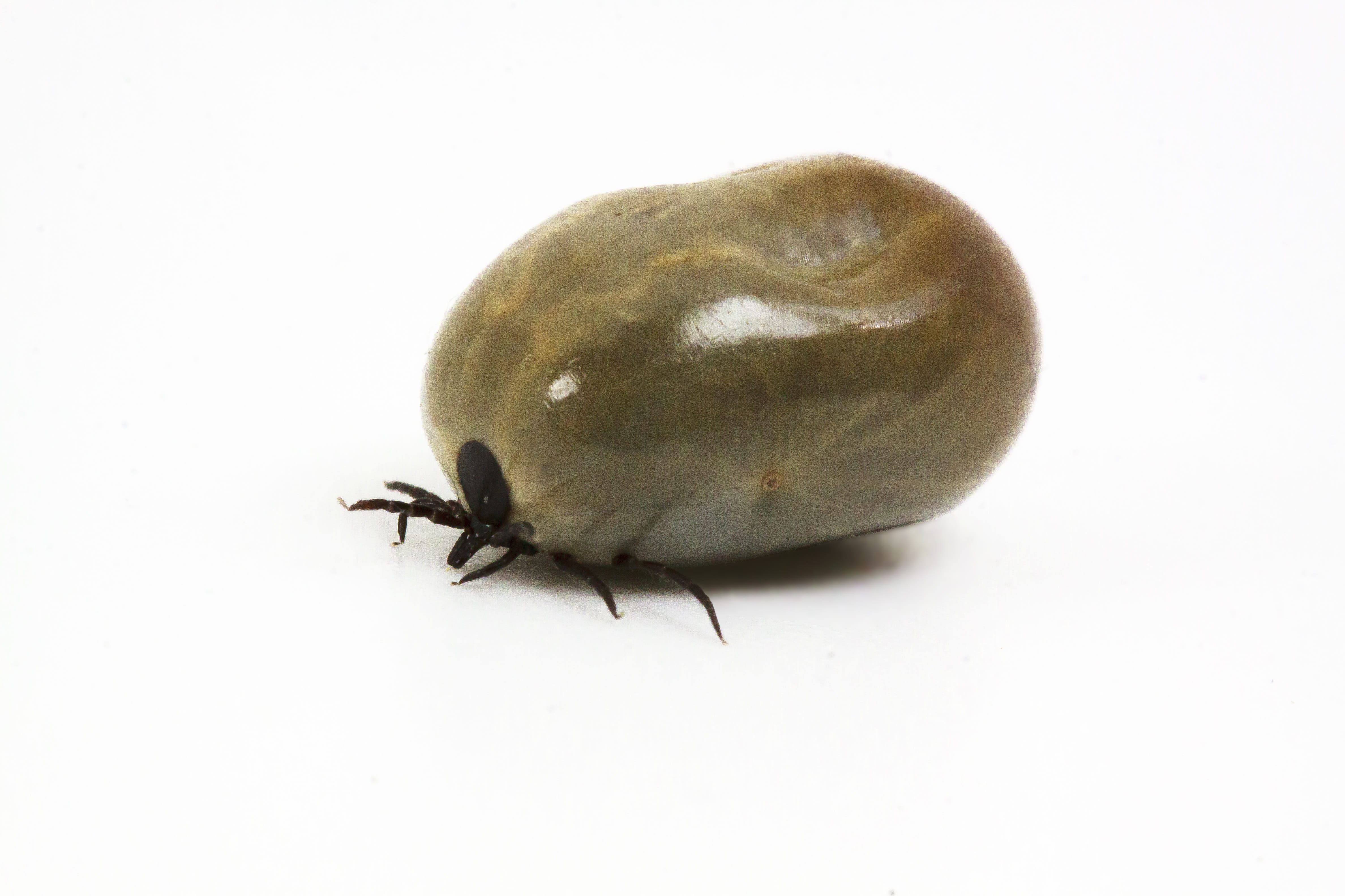 animal themes, blood sucker, blood, animal wildlife, single object, lyme disease, small, macro, animal world, no people, one animal, cut out, vegetable, HD Wallpaper