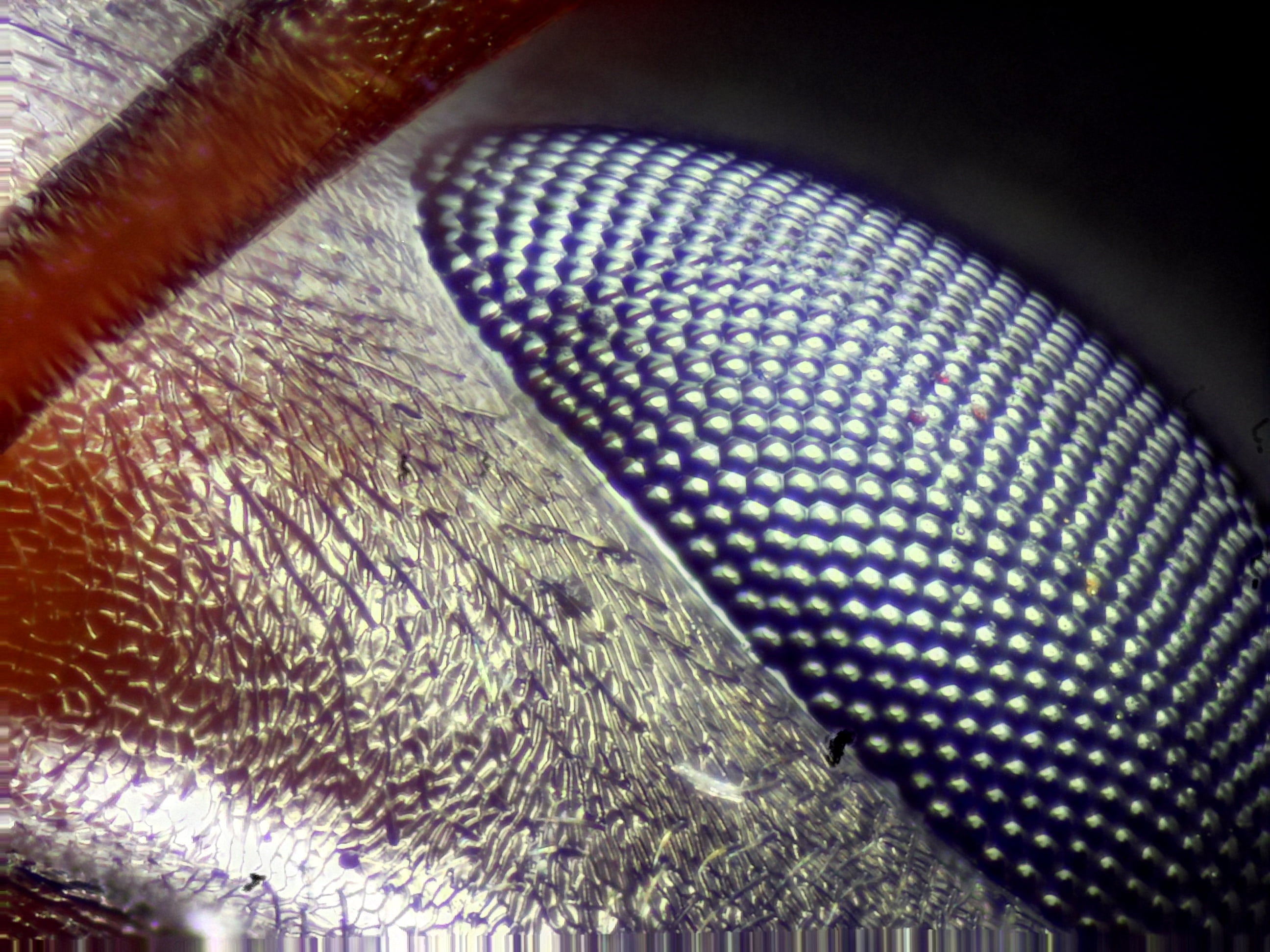 animal, focus on foreground, bug eye, pattern, ant eye, close-up, animal themes, high angle view, backgrounds, one animal, eye, eye close-up, textile, wildlife, HD Wallpaper