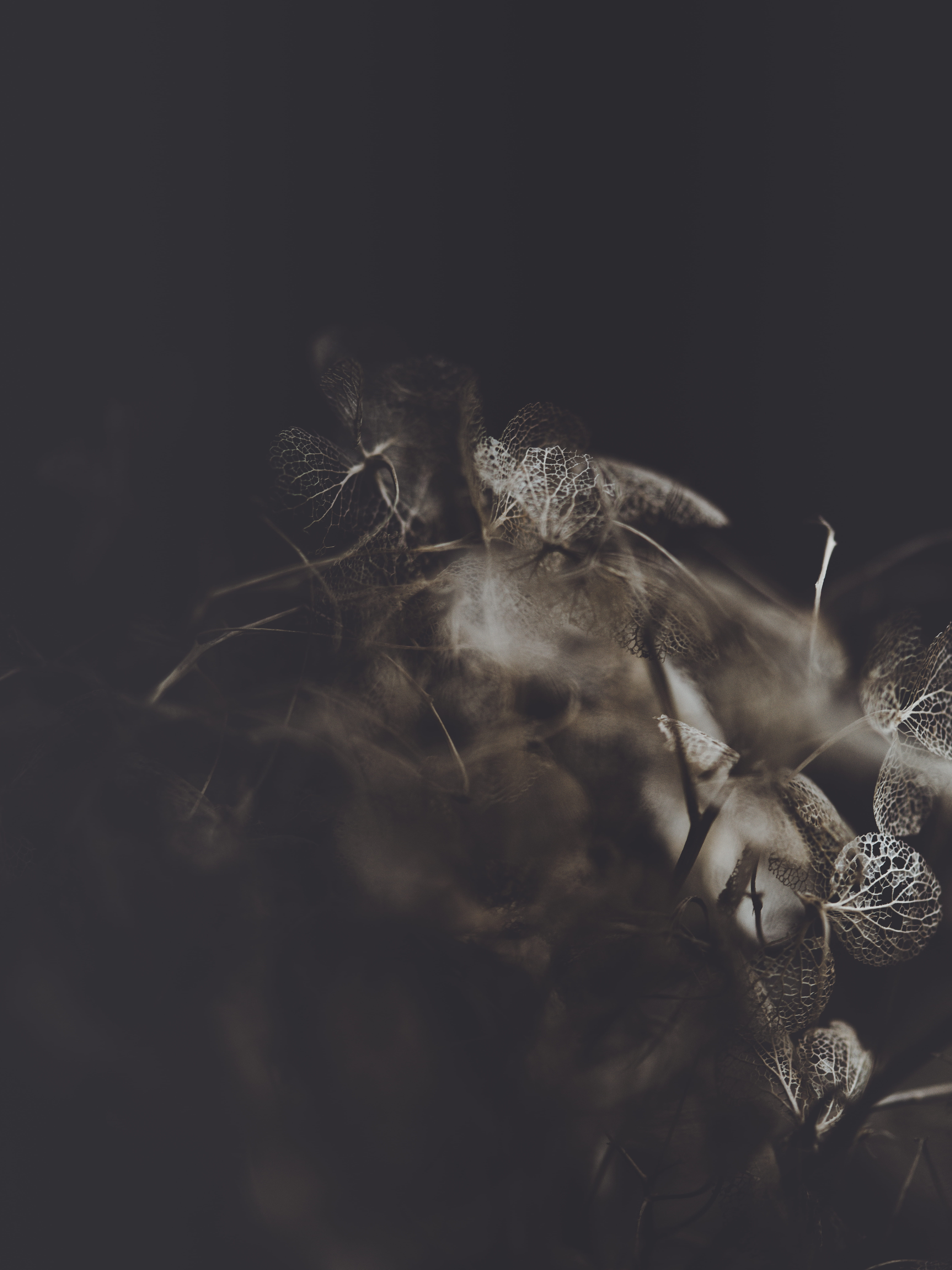 invertebrate, grayscale, digital composite, frost, crystal, mammal, indoors, snow, selective focus, flower, gray, arachnid, vegetation, studio shot, representation, Phone HD Wallpaper