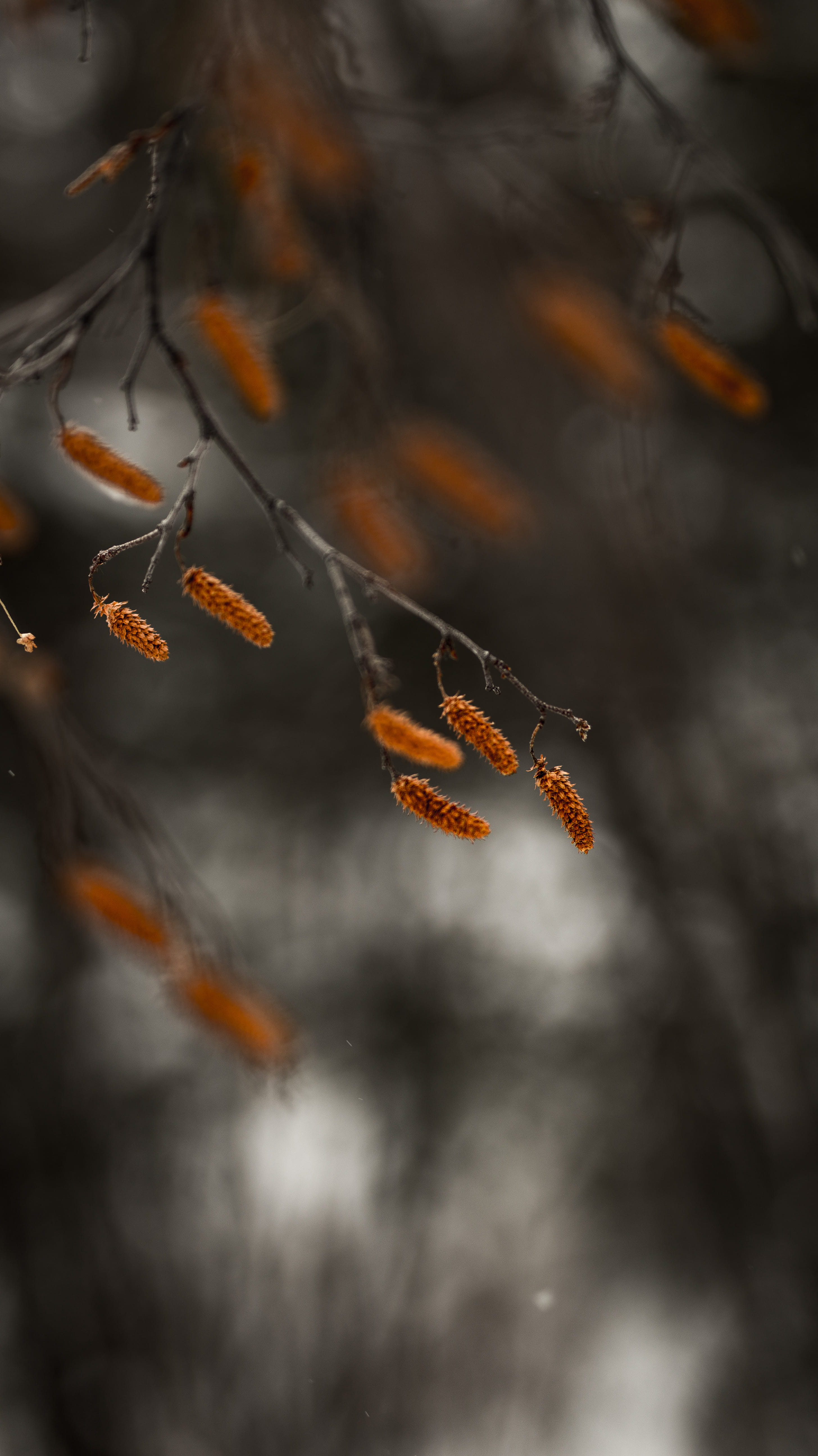 twig, details, tree, beauty in nature, animal, alberta, natural, plant, focus, no people, change, branch, nature, leaf, focus on foreground, invertebrate, Phone HD Wallpaper
