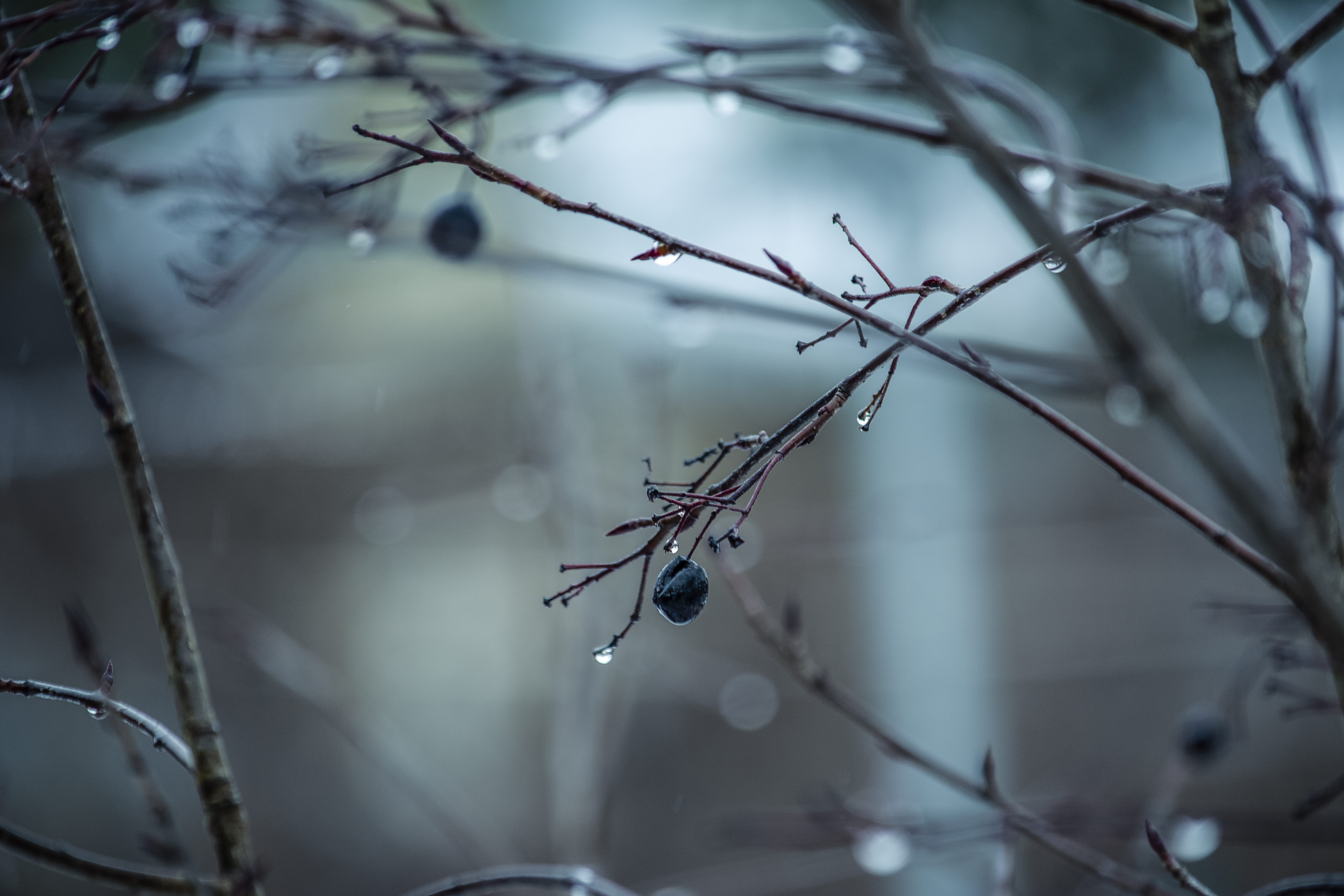 droplet, winter, focus on foreground, day, nature, leaf, banister, one animal, animal themes, arachnid, twig, scenery, insect, ice, plant, no people, snow, HD Wallpaper