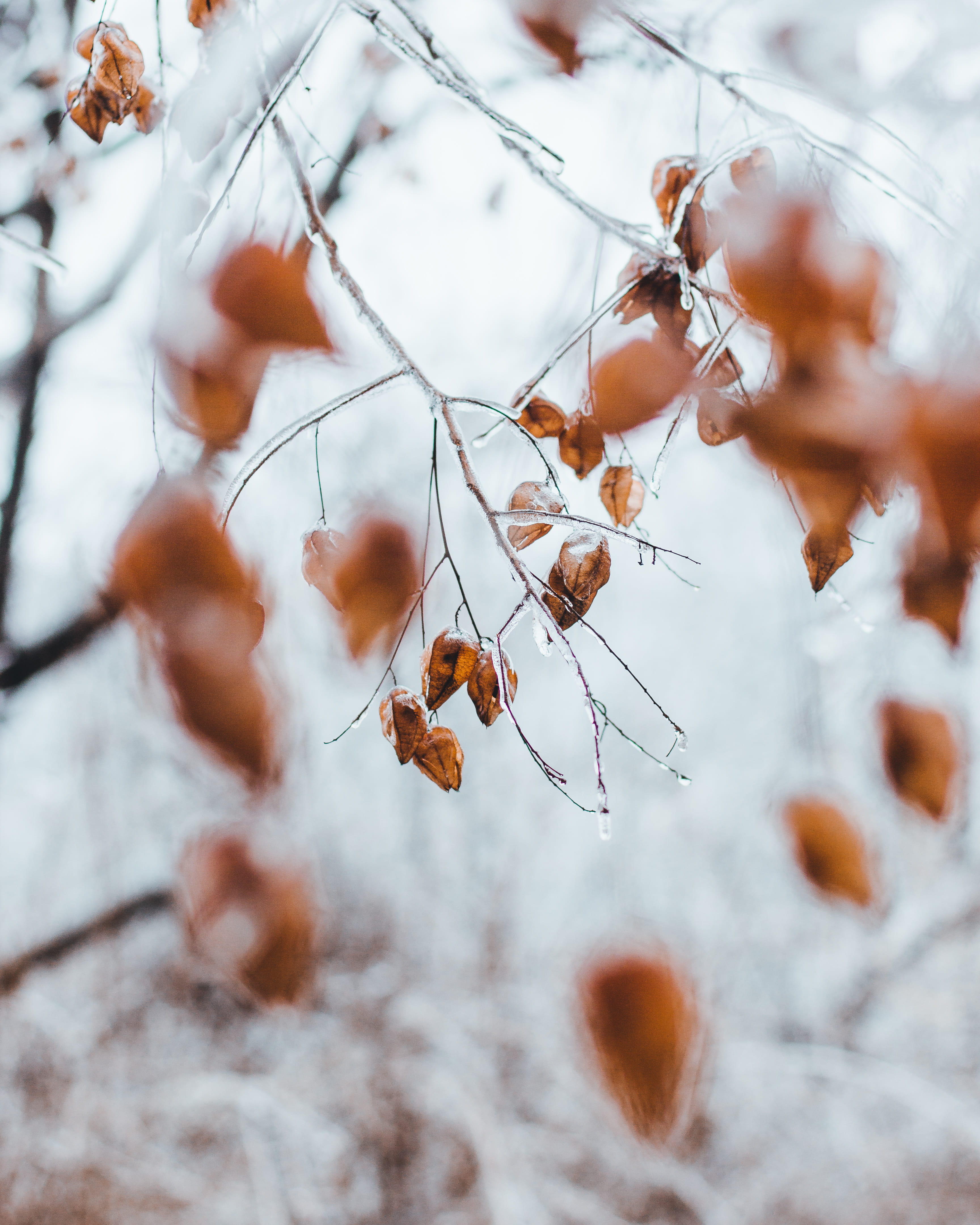 honey bee, tree, bee, beauty in nature, frost, selective, insect, tranquility, ice, growth, winter, fruit, vulnerability, no people, produce, spider, invertebrate, Phone HD Wallpaper