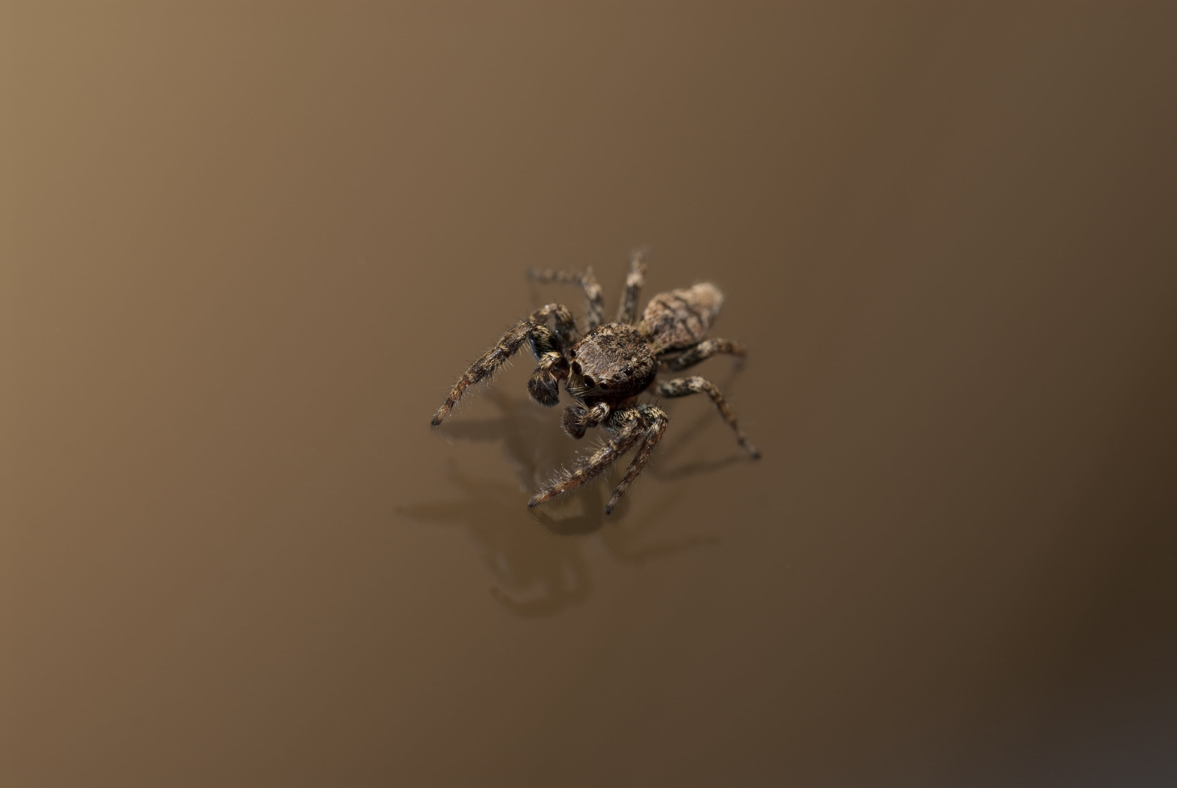 studio shot, spider, copy space, poison, indoors, animal eye, animals in the wild, zoology, animal body part, photography, animal wildlife, gray, animal, HD Wallpaper