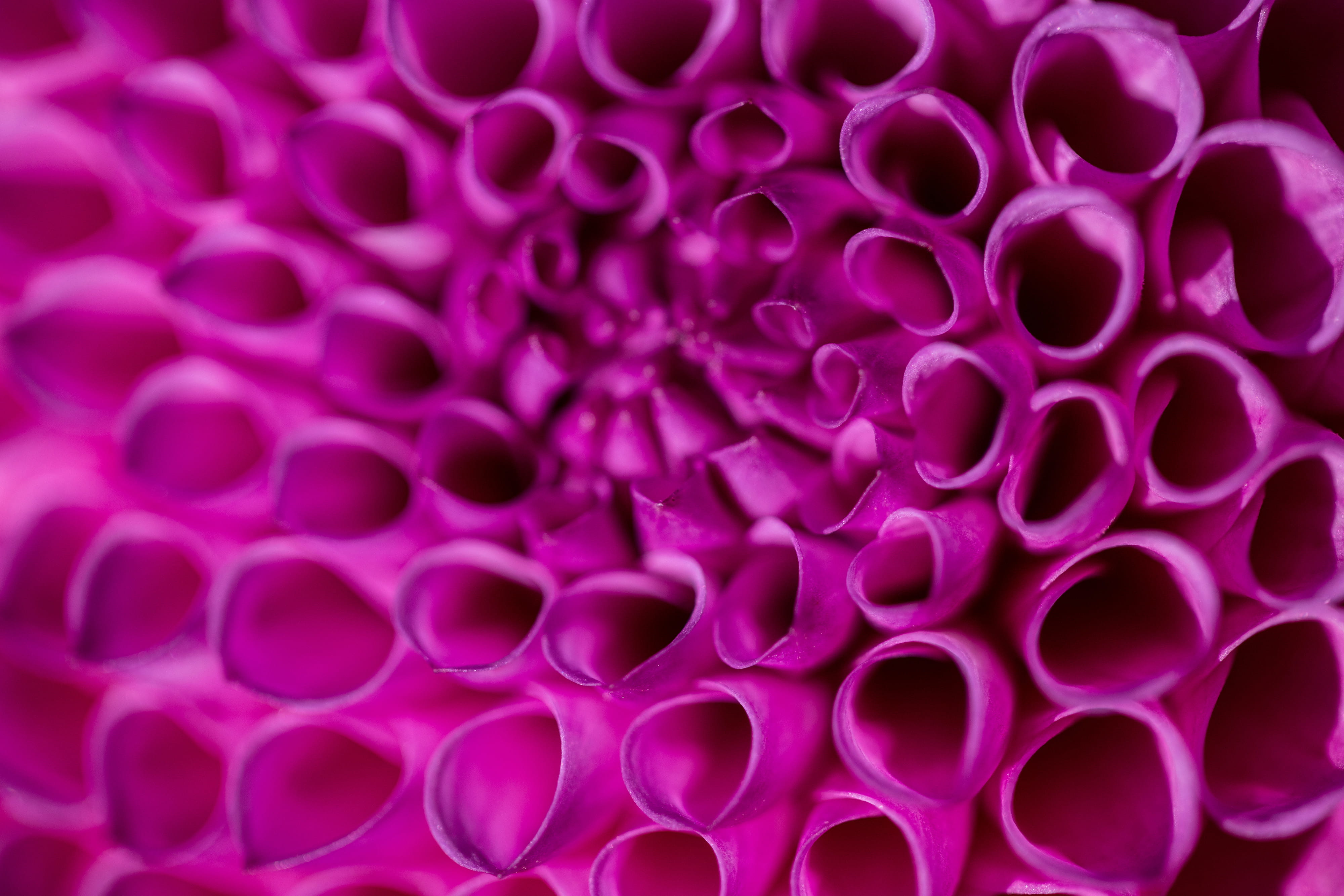 captured, animal Cell, was captured, flowers, shot, nature, lens, extreme close-up, freshness, Closeup, abstract, flowering plant, growth, cell, image, HD Wallpaper