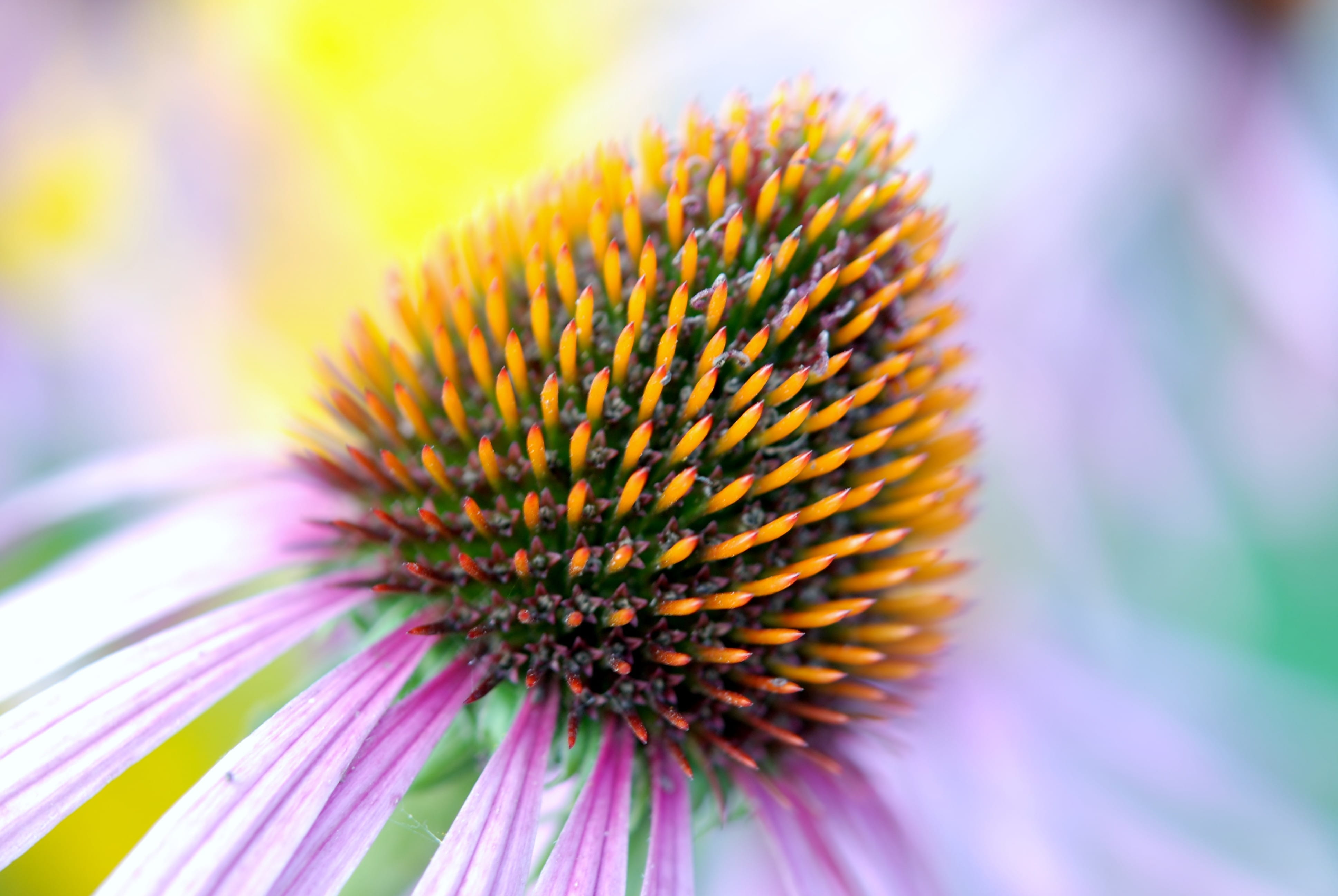 flora, photography, selective focus, plant, flower, garden, echinacea, outdoors, bloom, petal, 4K, fragility, purple, coneflowers, inflorescence, immune, HD Wallpaper