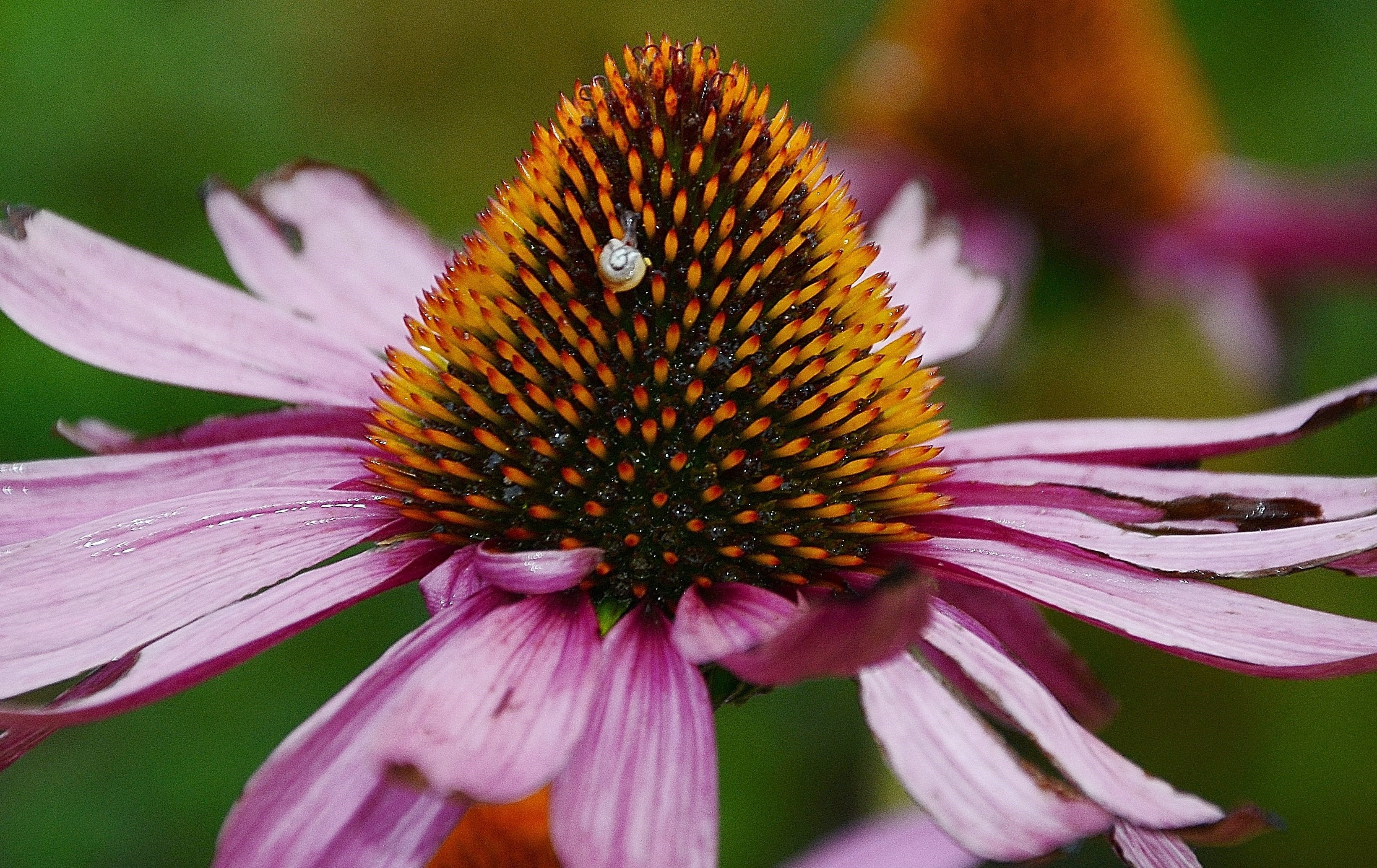 detail, inflorescence, focus on foreground, no people, medicinal, natural, pink color, flower, vulnerability, flora, beauty in nature, flower head, freshness, HD Wallpaper