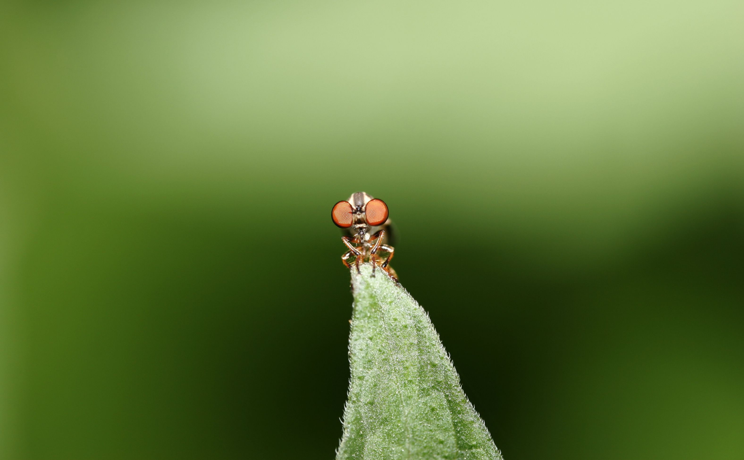 plant, small, green color, 2K, nature, animals in the wild, one animal, diptera, leaf, Mosquito, macro, animal wildlife, zoology, insect, animal themes, HD Wallpaper