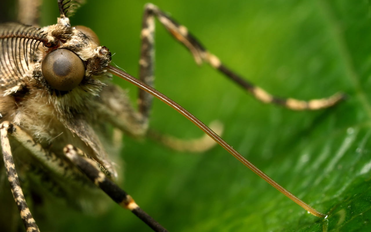 720P, insect, macro, Mosquito, animals, HD Wallpaper