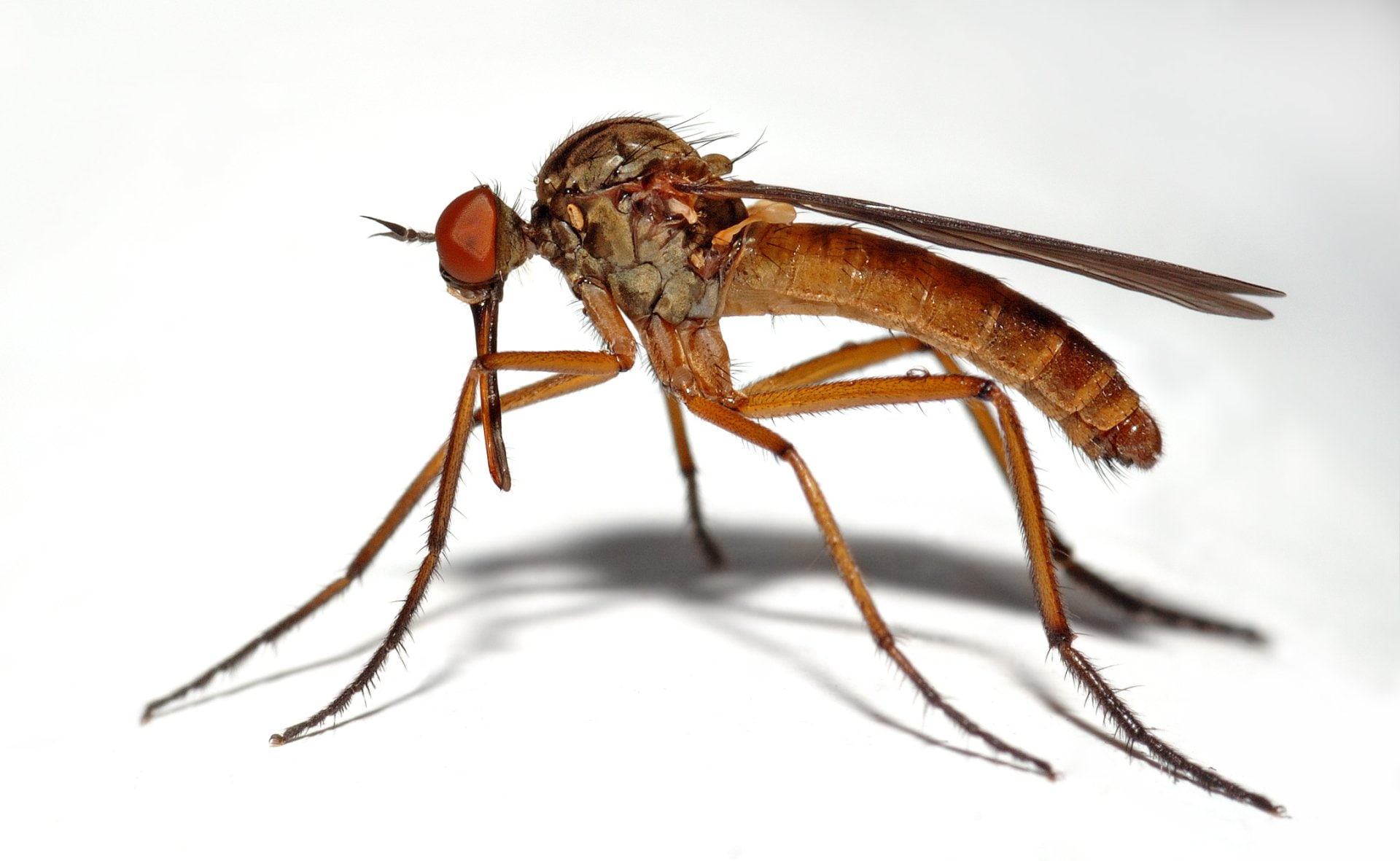 animals in the wild, Midge, focus on foreground, no people, animal body part, one animal, Animal, studio shot, full length, nature, poisonous, indoors, HD Wallpaper