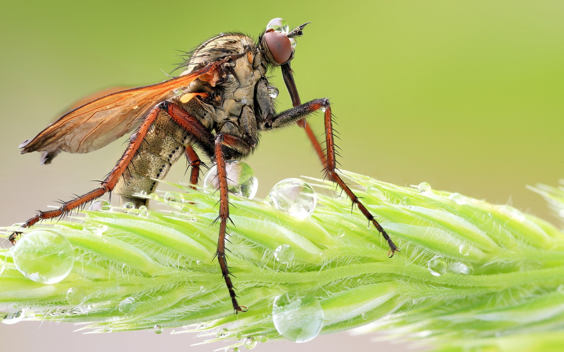 mosquito, 1080P, HD Wallpaper