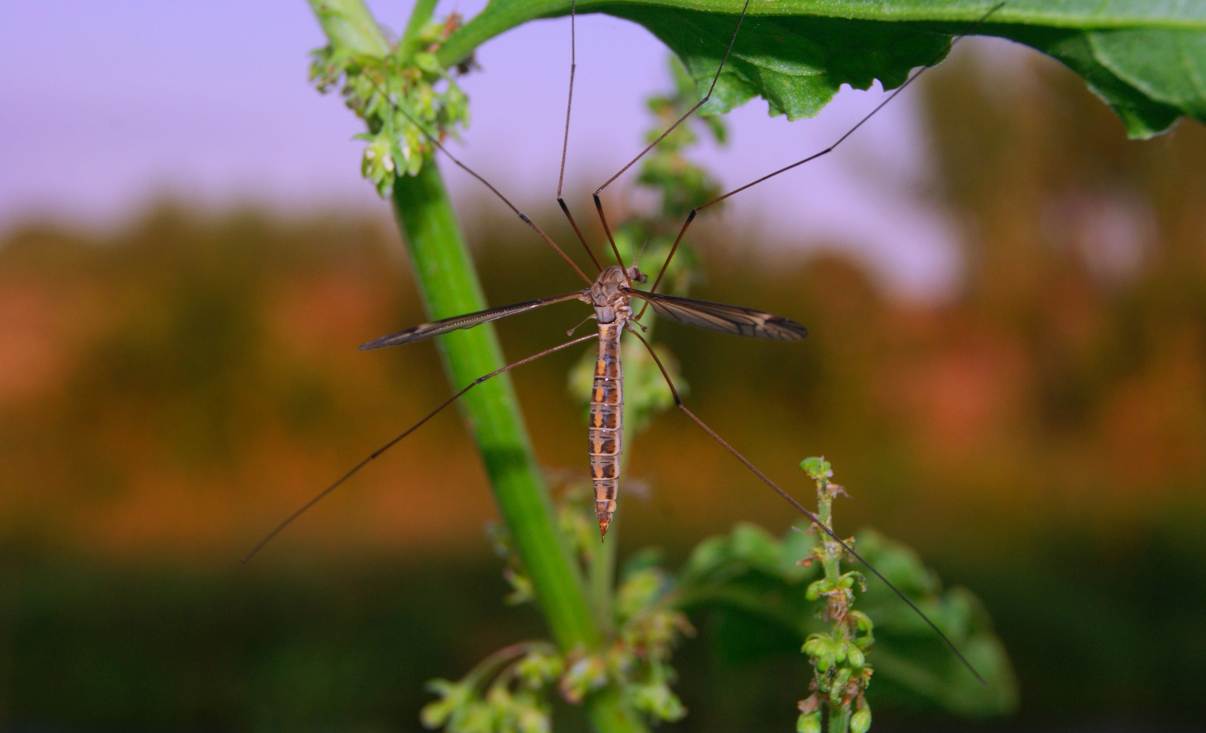 day, invertebrate, summertime, pain, plant, disease, animal, fragility, insecticide, mosquito, nature, parasite, beauty in nature, one animal, animal themes, HD Wallpaper
