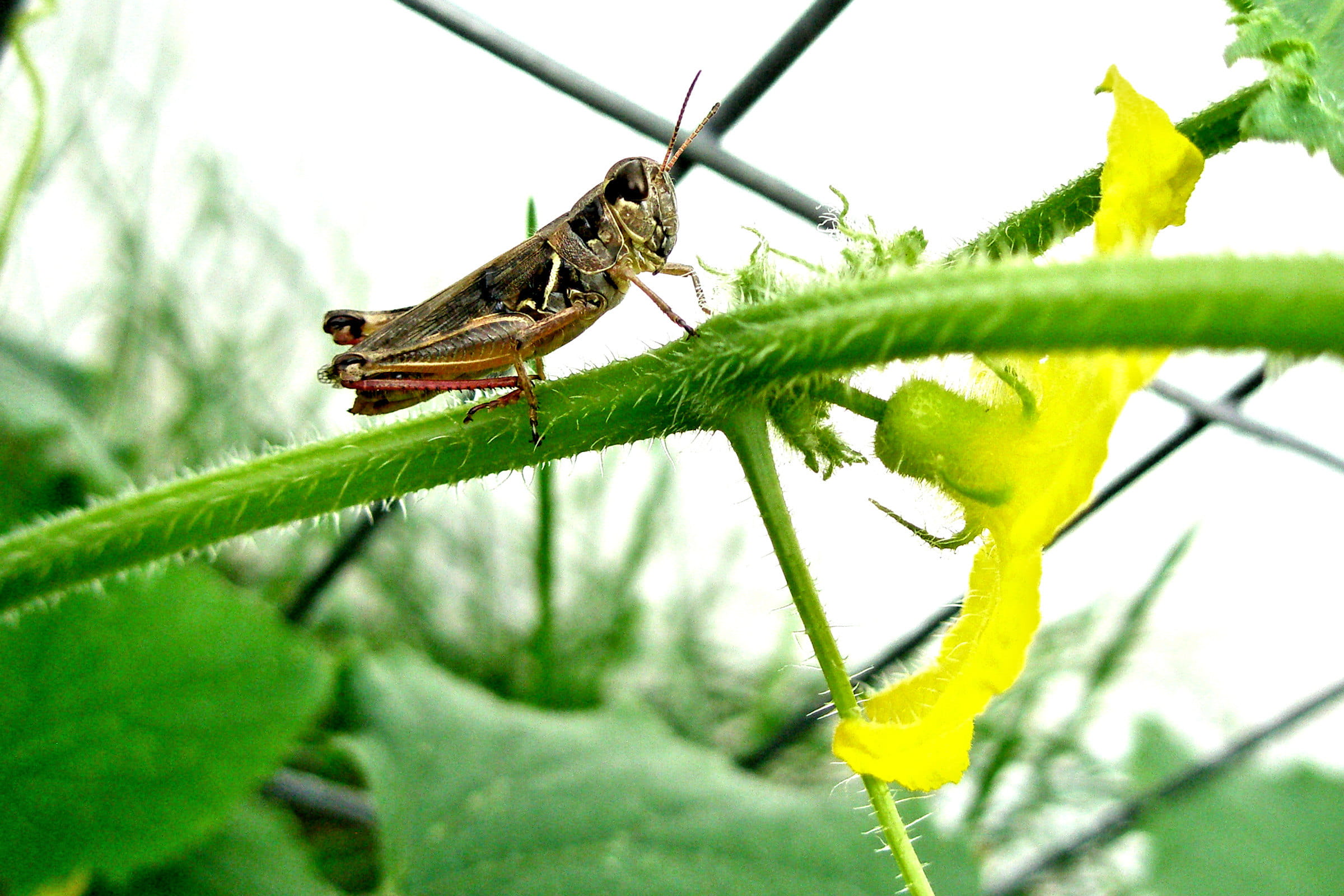 animal, 1080P, animal body part, butterfly - insect, beauty in nature, outdoors, grasshopper, insect, close-up, no people, one animal, plant part, pest, HD Wallpaper