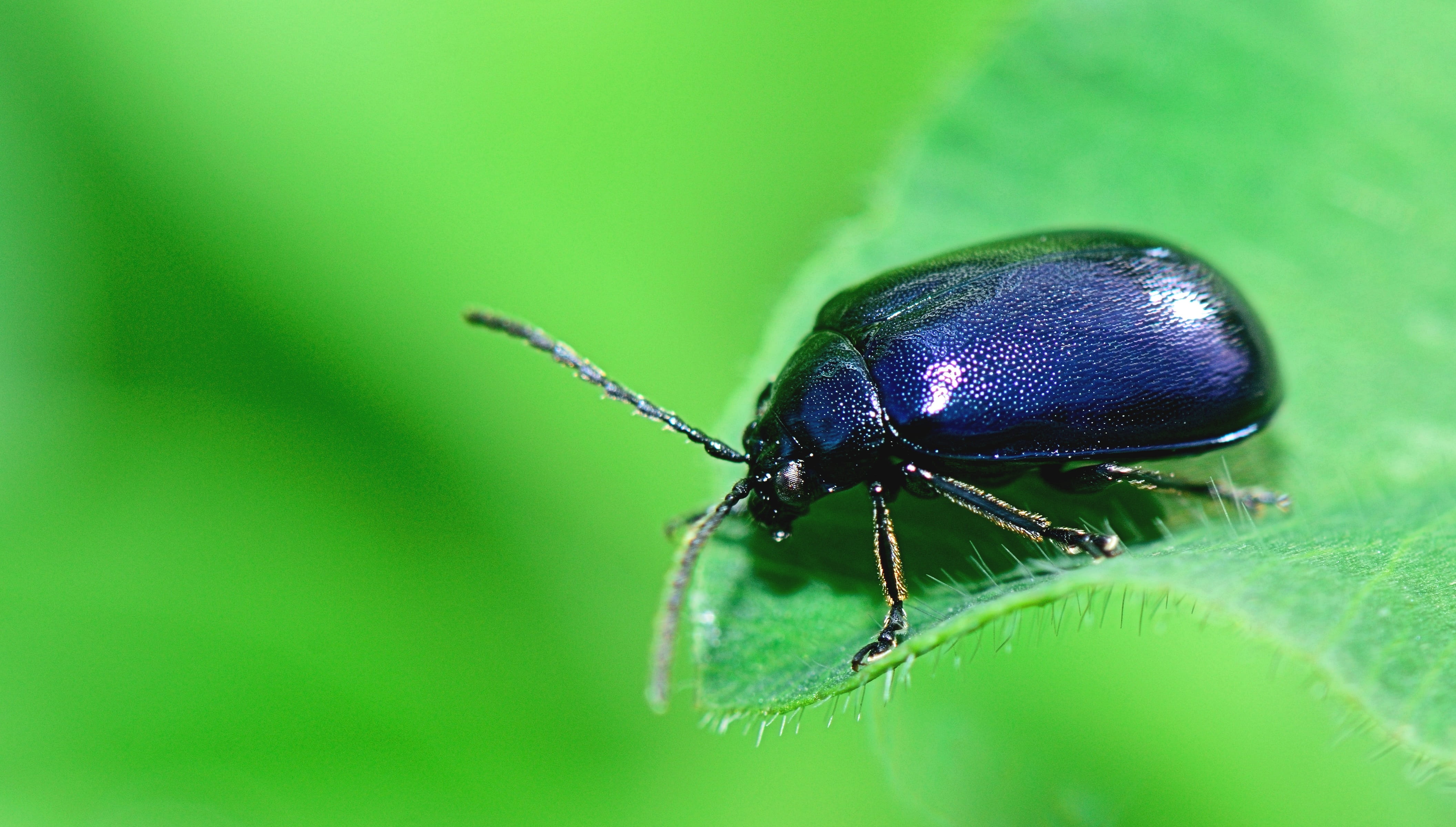 forest, animal themes, flower, animal antenna, animal eye, purple, animal, biology, invertebrate, extreme close-up, animals in the wild, insect, leaf, summer, HD Wallpaper