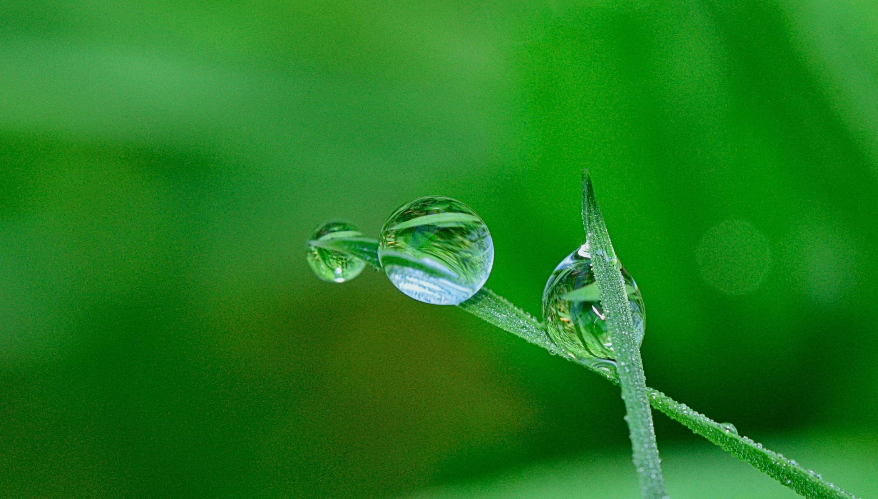 water, no people, one animal, magnification, 2K, focus, leaf, green, dew, animal wildlife, animal body part, fluid, insect, invertebrate, wet, nature, HD Wallpaper