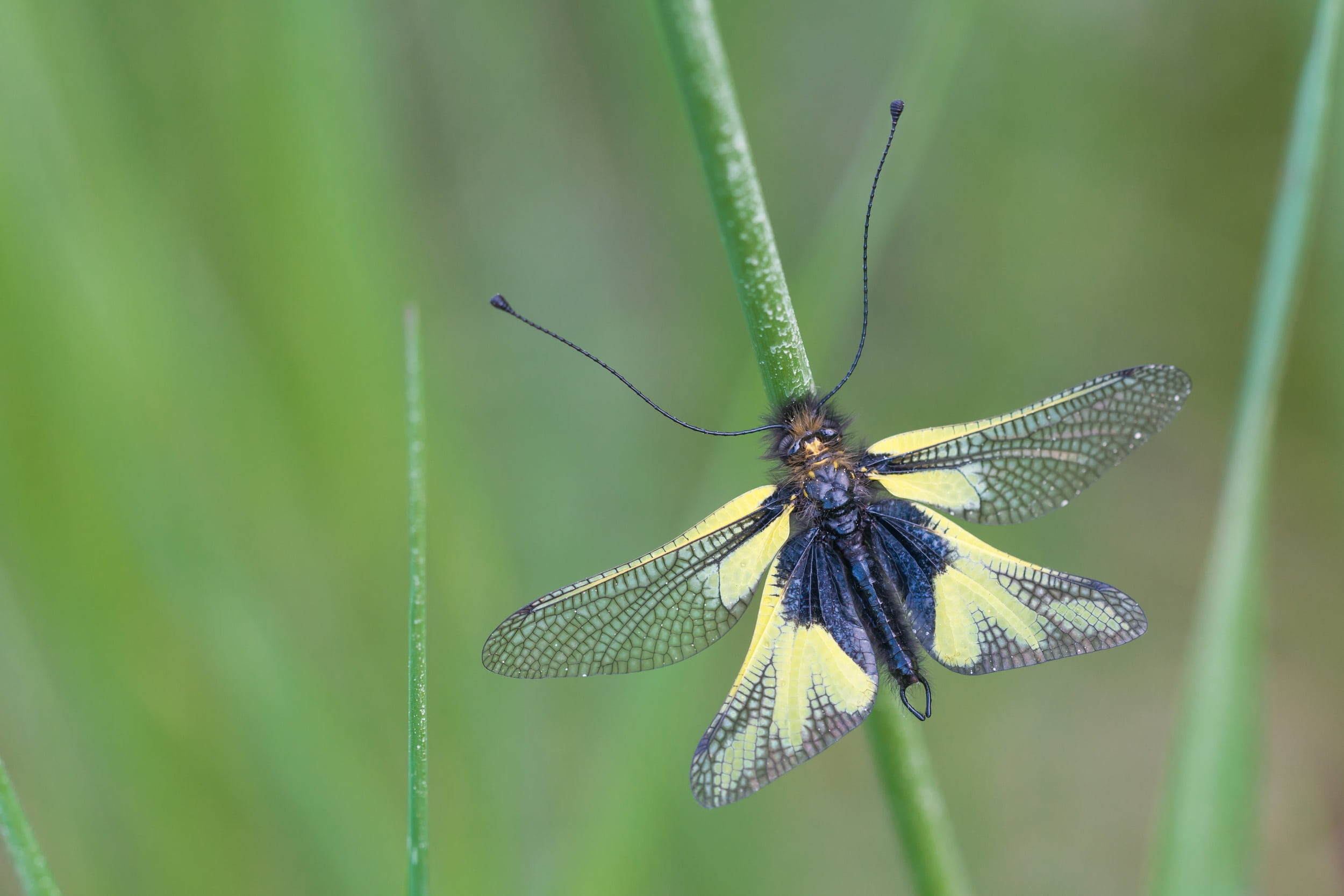 animal, no people, growth, nature, animal themes, animal wing, close-up, dragonflies-butterfly way, libelloides coccajus, green color, black, plant stem, HD Wallpaper