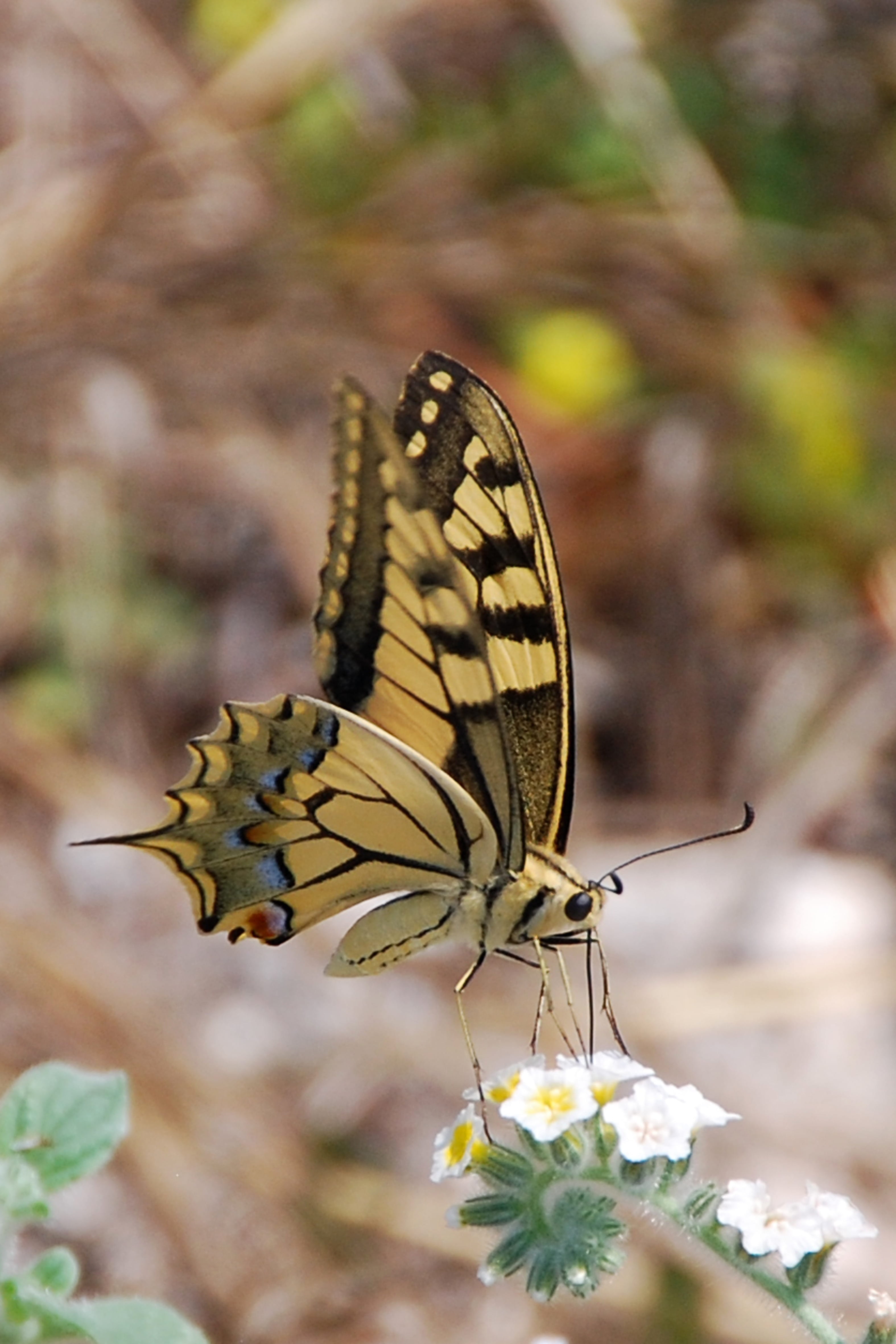 shallow focus, animal wildlife, insect, yellow, pollination, brown, close, butterfly - insect, 4K, focus, black and brown, photography, flowering plant, Phone HD Wallpaper