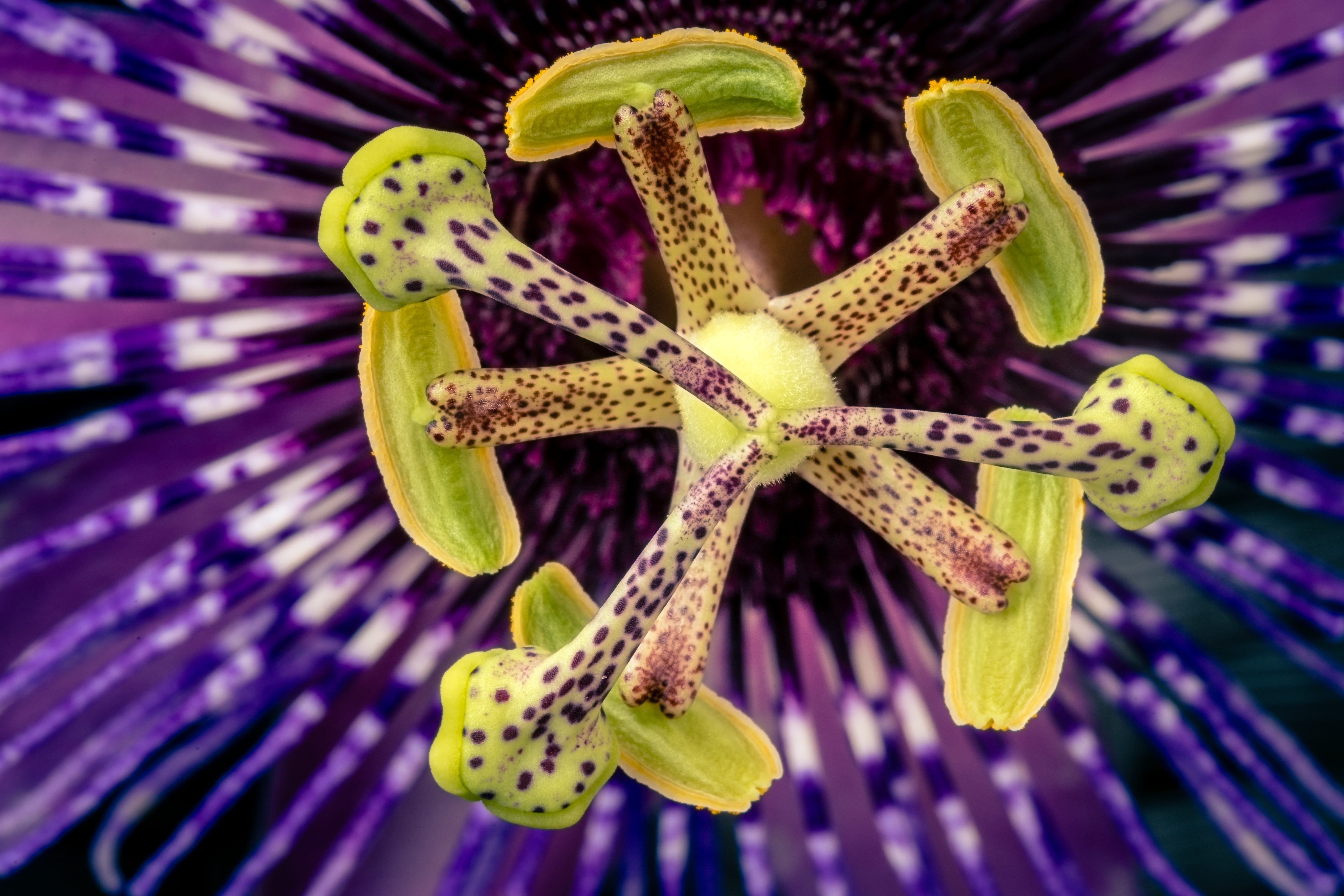 Plant, one animal, flowering plant, close, biology, day, magnification, pollination, vulnerability, blue, no people, spotted, purple, Passion Flower, inflorescence, HD Wallpaper