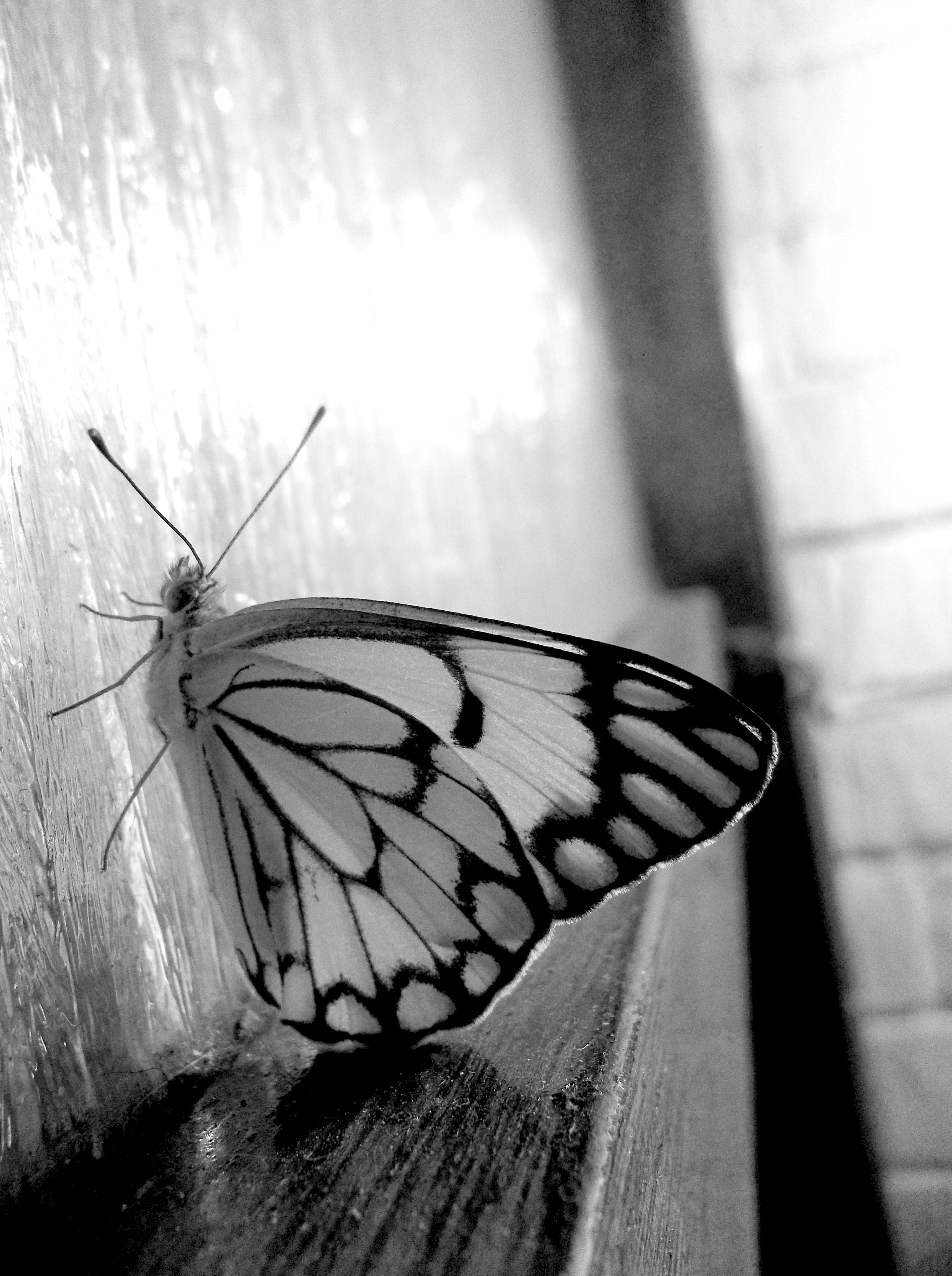Wings, natural pattern, black, animal markings, Butterfly, no people, beauty in nature, wings, pattern, 4K, day, insect, animal themes, biology, fly, bug, Phone HD Wallpaper