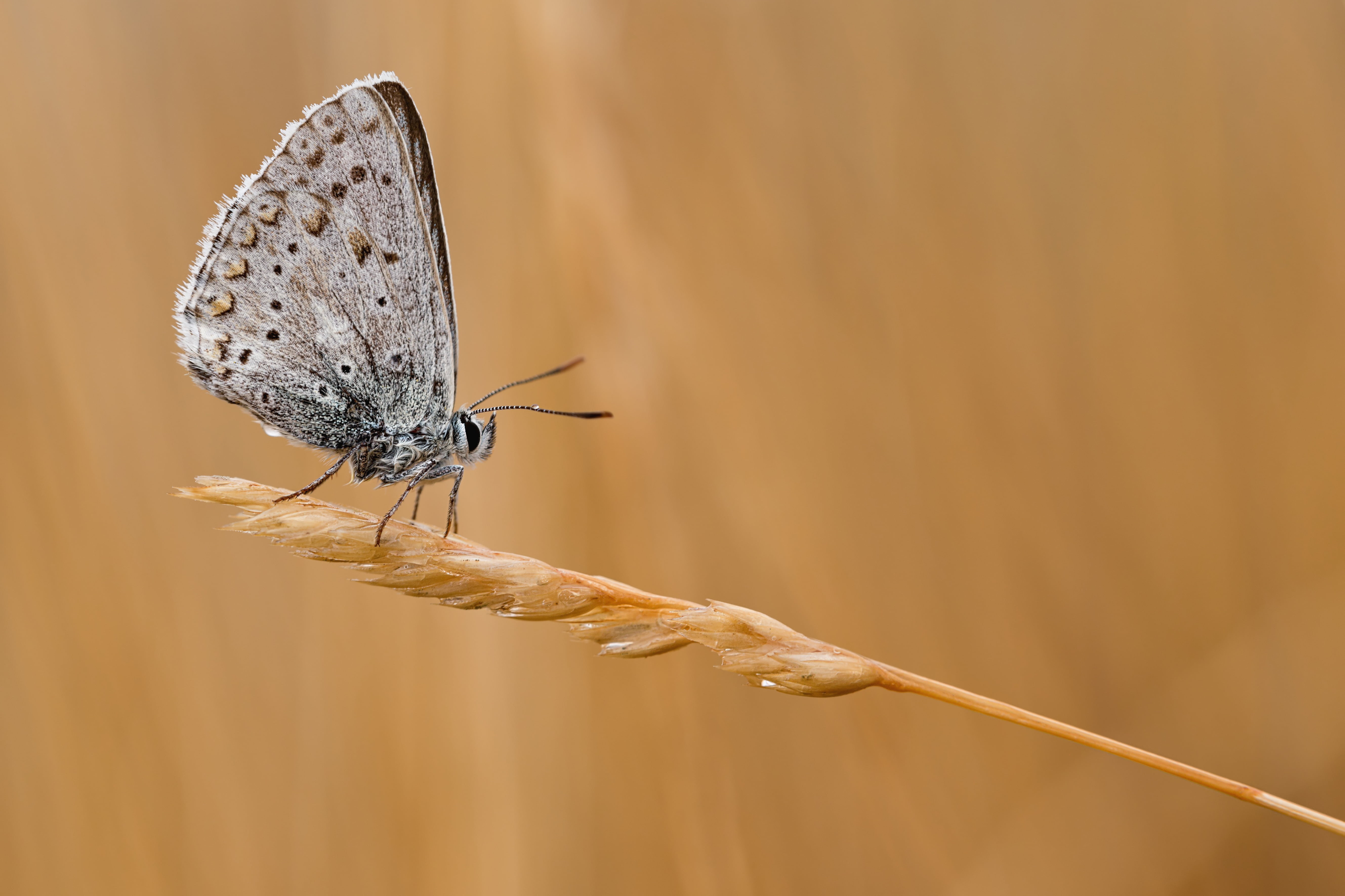focus on foreground, brown, animal, insect, nature, animal themes, photography, one animal, butterfly, beauty in nature, plant stem, animals in the wild, HD Wallpaper