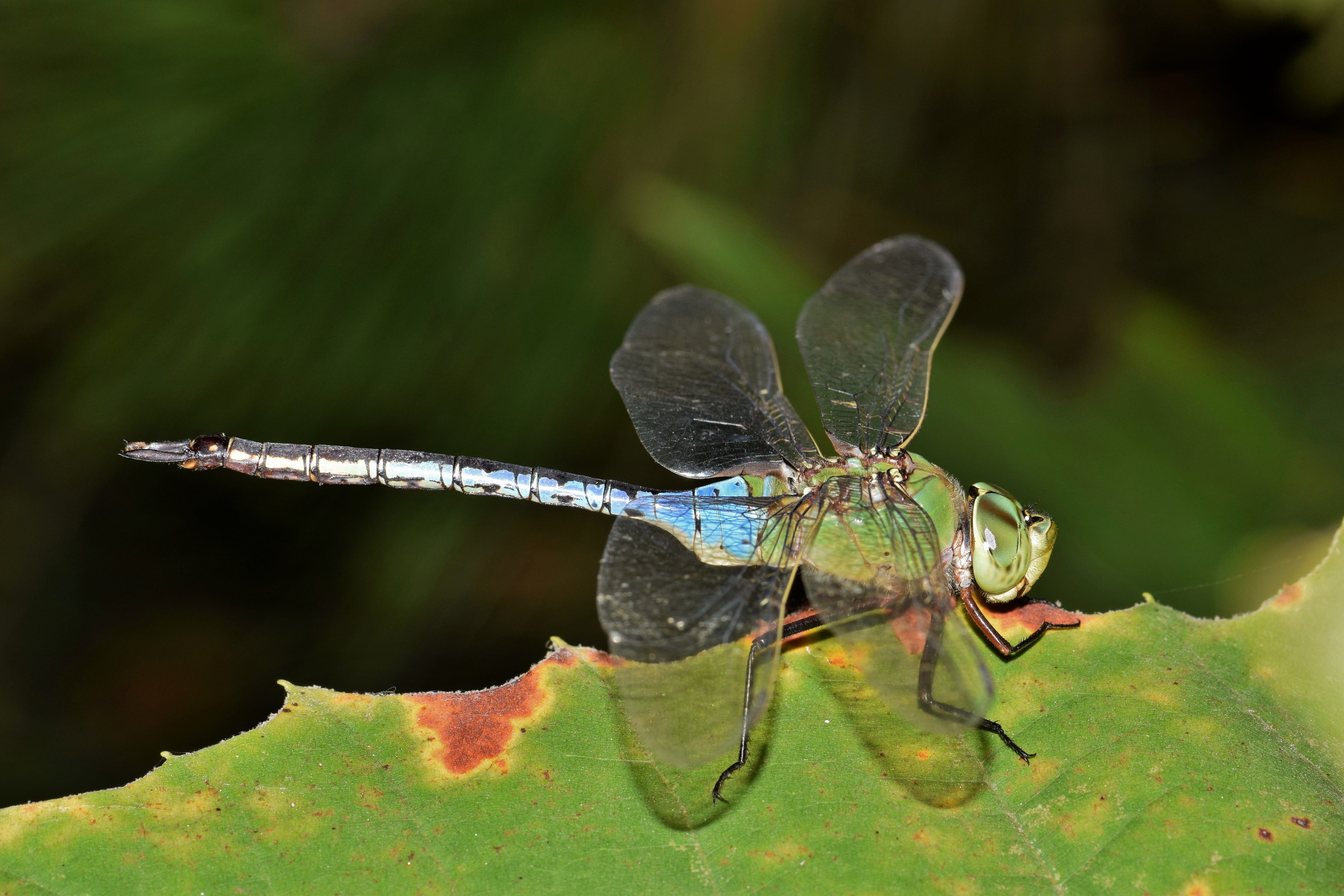wildlife, odonata, green, leaves, wings, bokeh, animal wildlife, flying insect, anisoptera, animals in the wild, biology, plant part, green color, day, HD Wallpaper