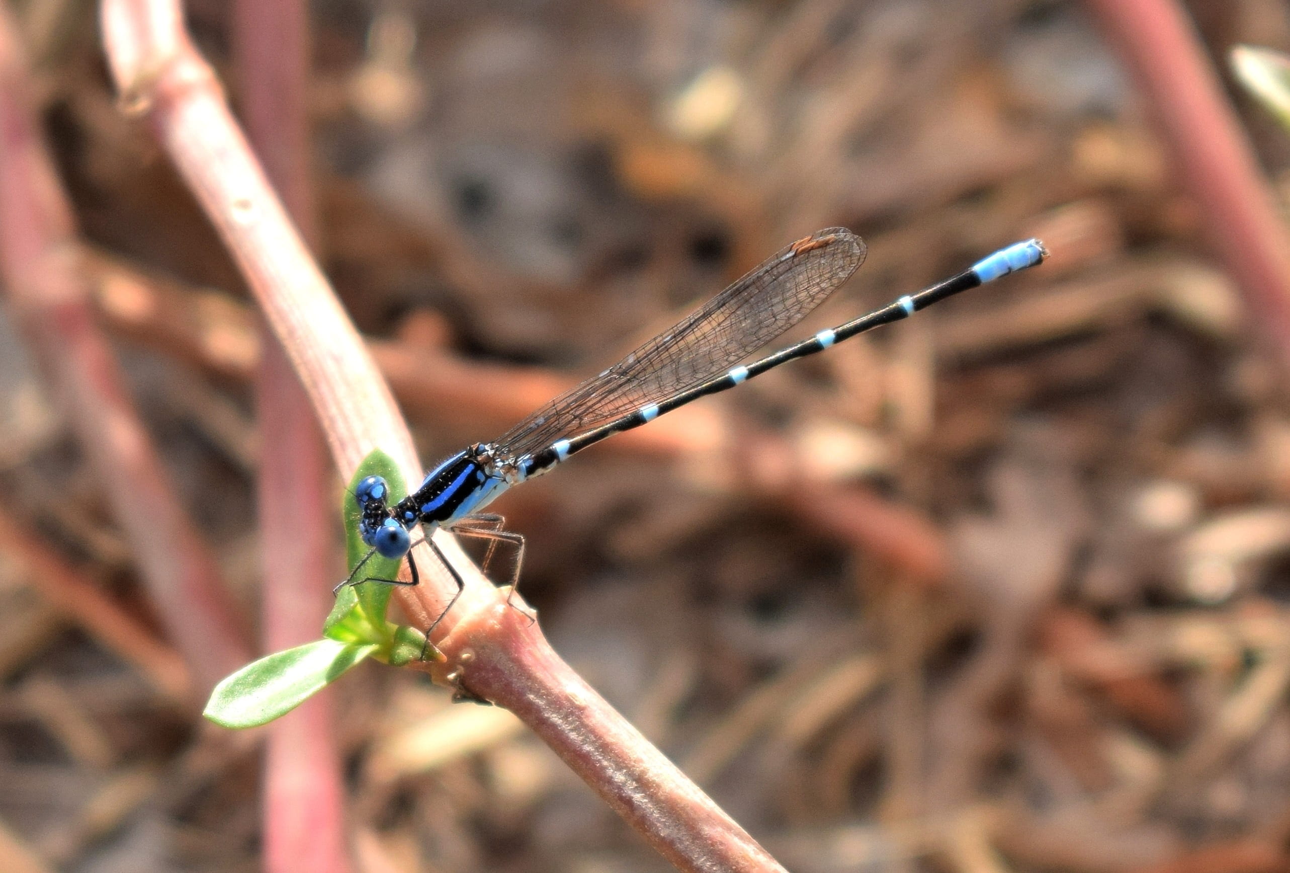invertebrate, 2K, Familiar Bluet, no people, animal, skinny, slender, wildlife, animal wing, close up, outdoors, fauna, dragonfly, plant stem, zygoptera, HD Wallpaper