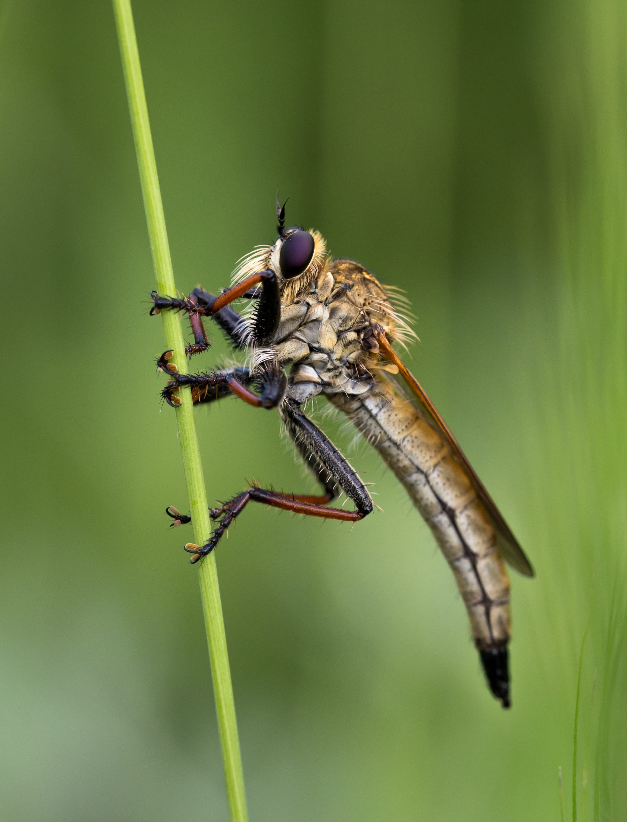 wild, animal wing, dragonfly, nature, insect, invertebrate, focus on foreground, bug, outdoors, animal wildlife, hairy, day, beauty in nature, macro, plant, Phone HD Wallpaper