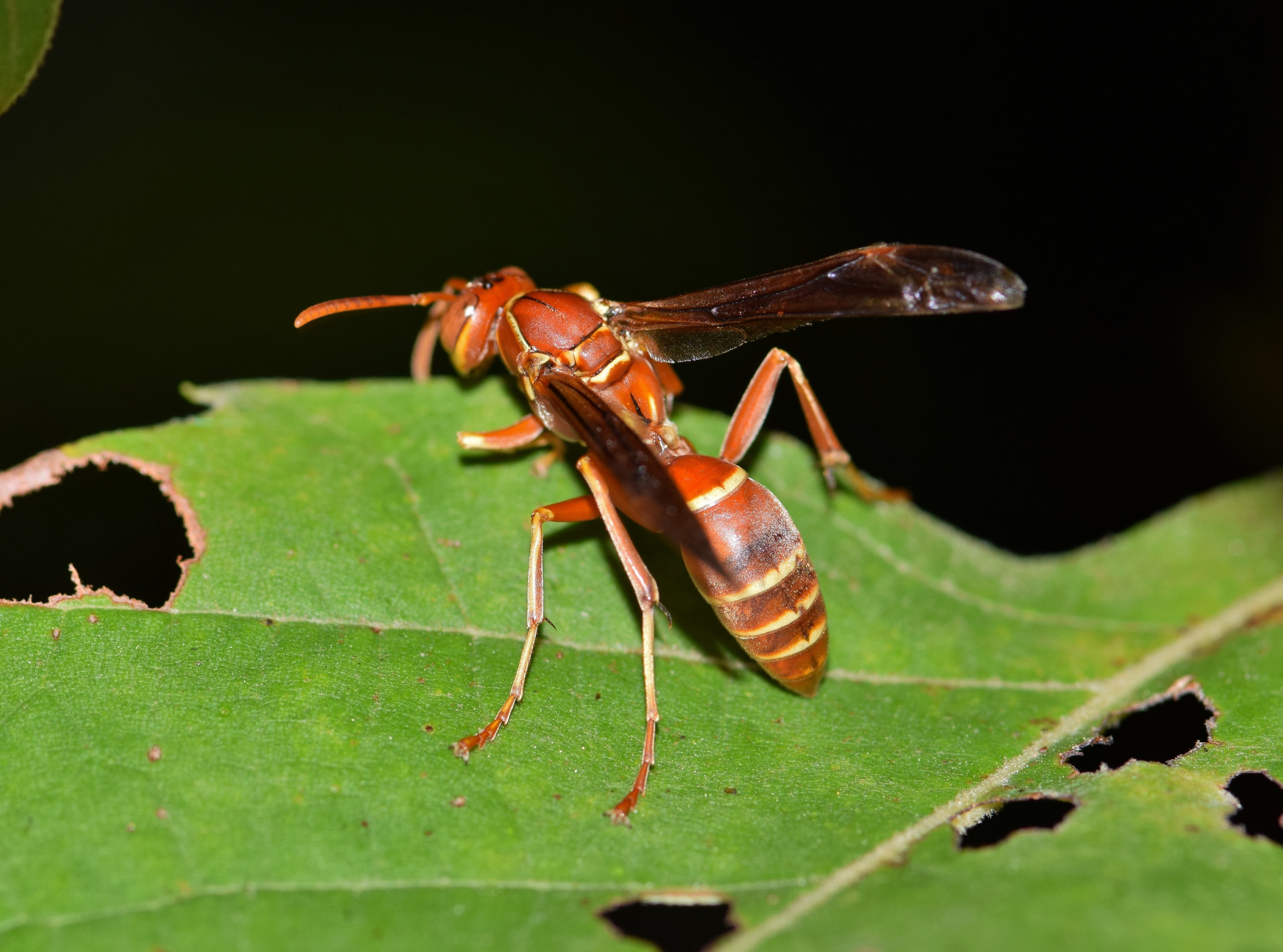 red, animal body part, outdoors, selective, nature, focus on foreground, umbrella wasp, perched, animal, animal themes, green color, selective focus, biology, HD Wallpaper