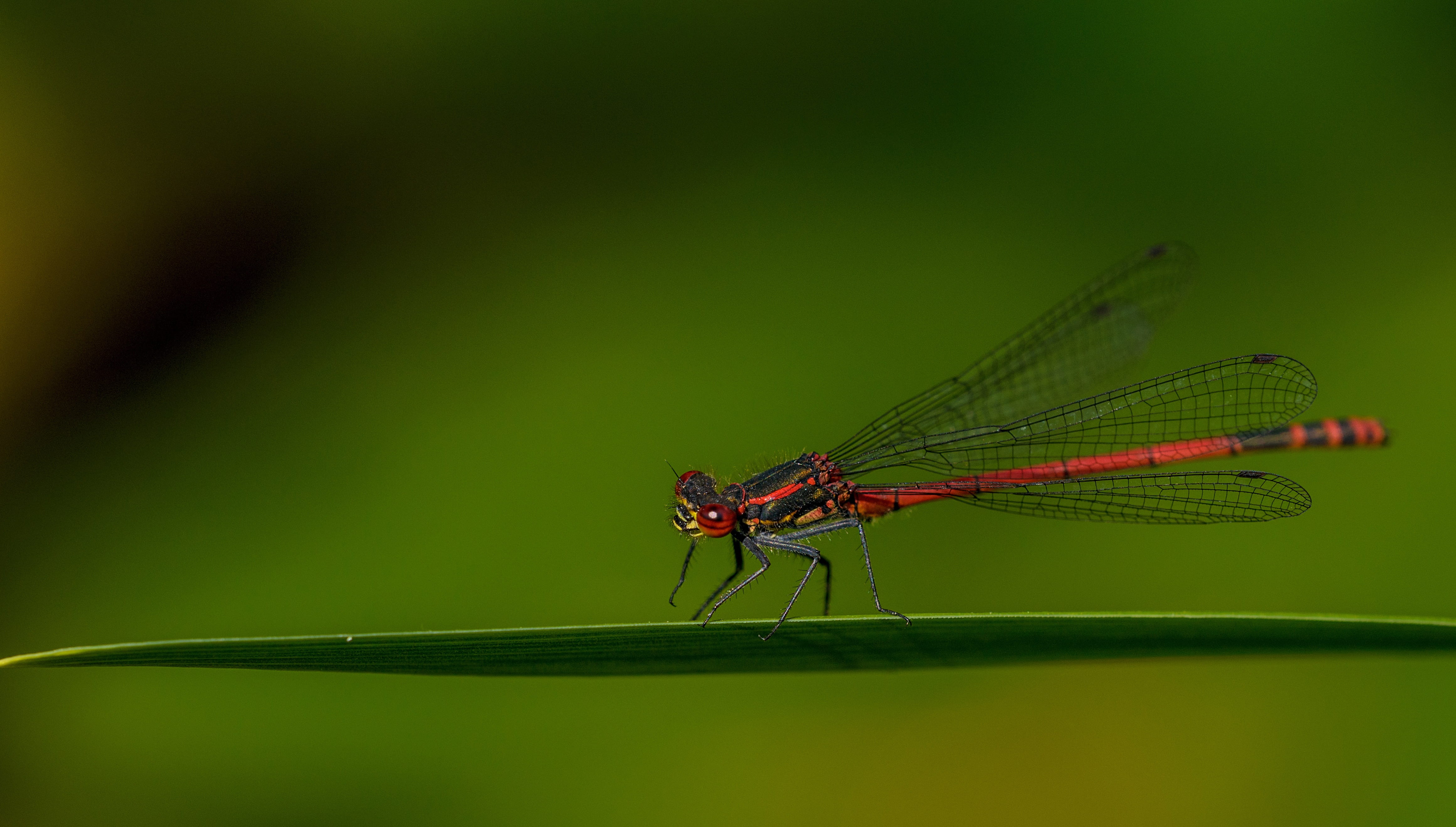 day, leaf, wild, no people, animal, animal wing, fly, water, insect, odonata, season, delicate, animal wildlife, dragonfly, animals in the wild, green, HD Wallpaper