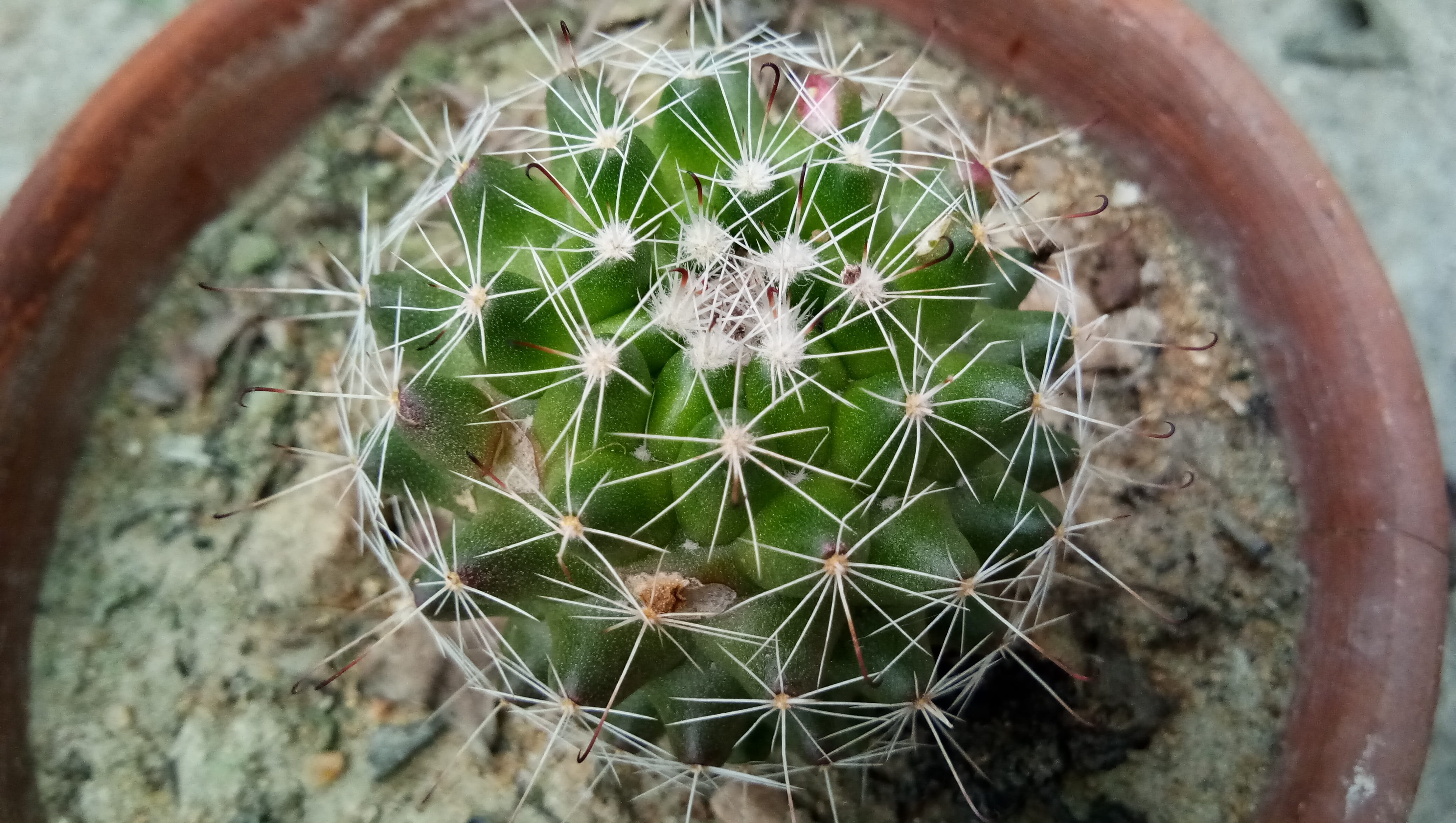 indoor tree, high angle view, sharp, no people, sign, plant, beauty in nature, close-up, 4K, barrel cactus, green color, natural pattern, round cactus, HD Wallpaper