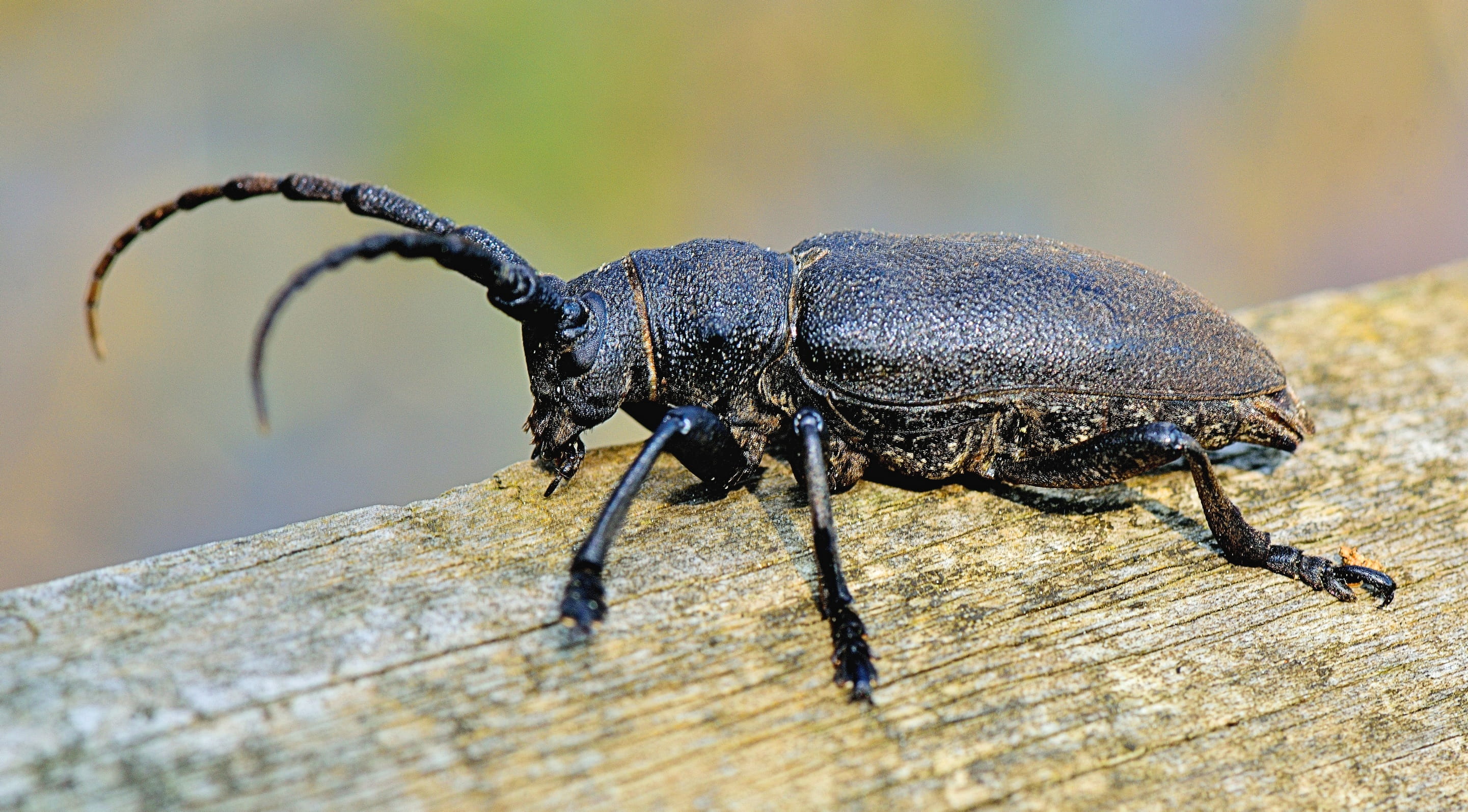 Garden, brown, detail, arthropod, close-up, wildlife, forest, animal wildlife, full length, beetle, Macro, Animals, no people, bug, 2K, tree, animal themes, HD Wallpaper
